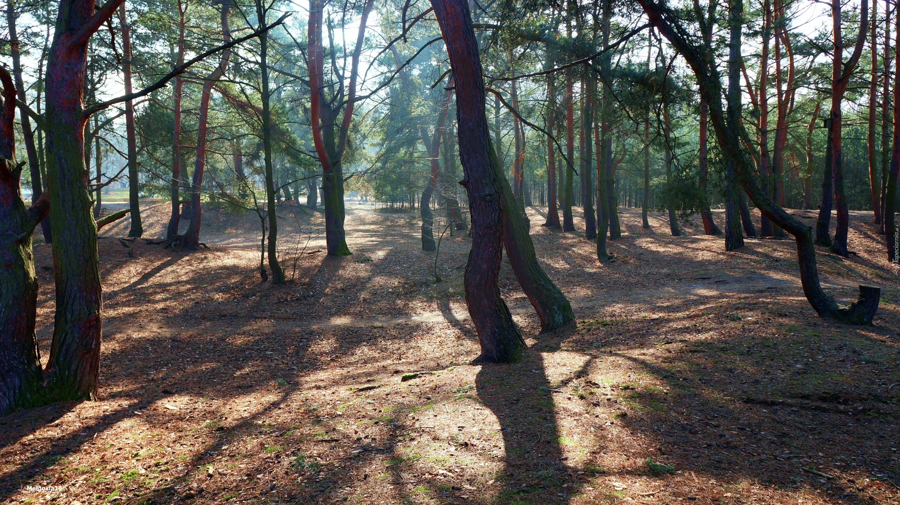 Park, Drzewa, Przebijające Światło