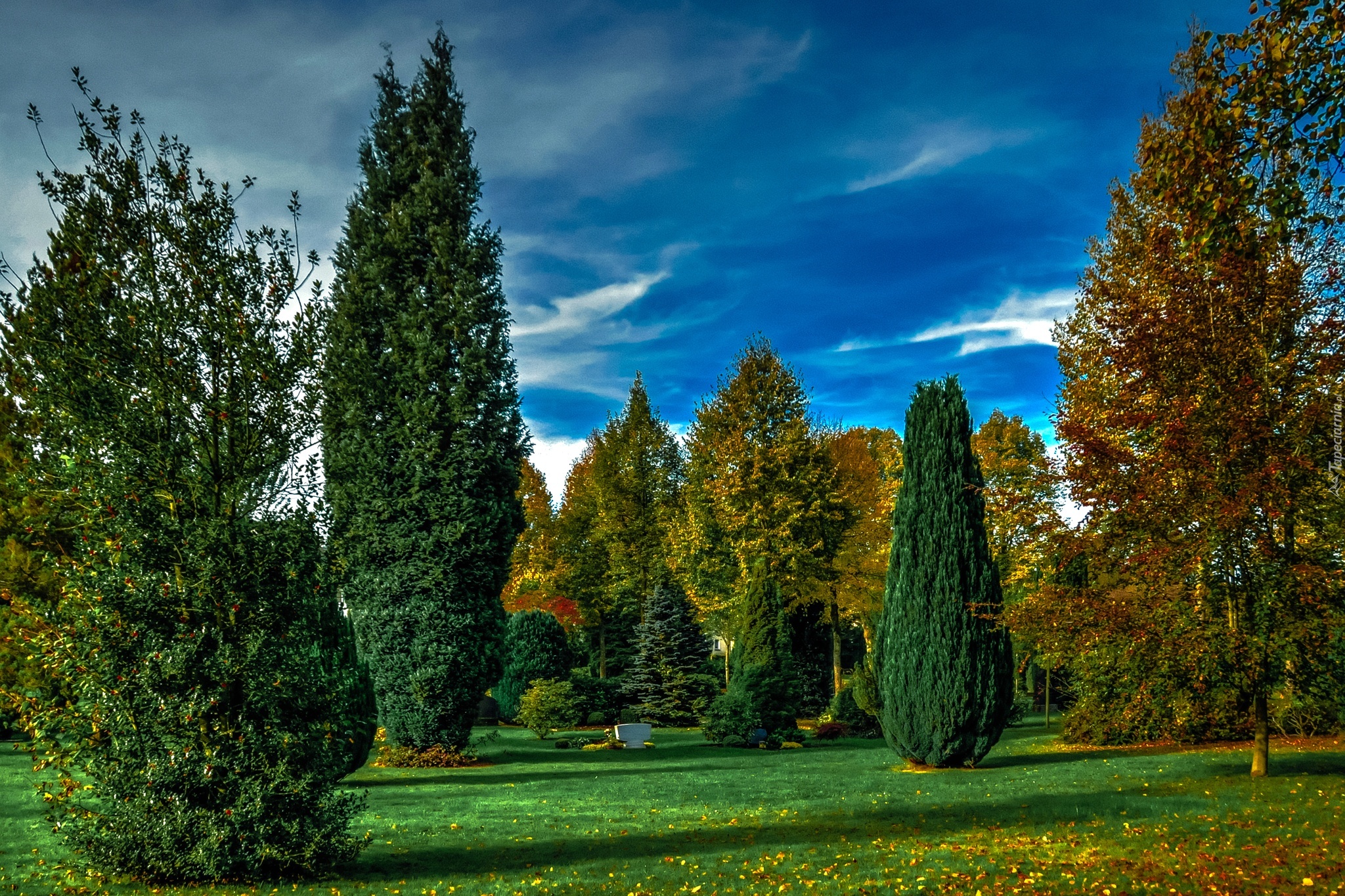 Park, Zielona, Trawa, Drzewka