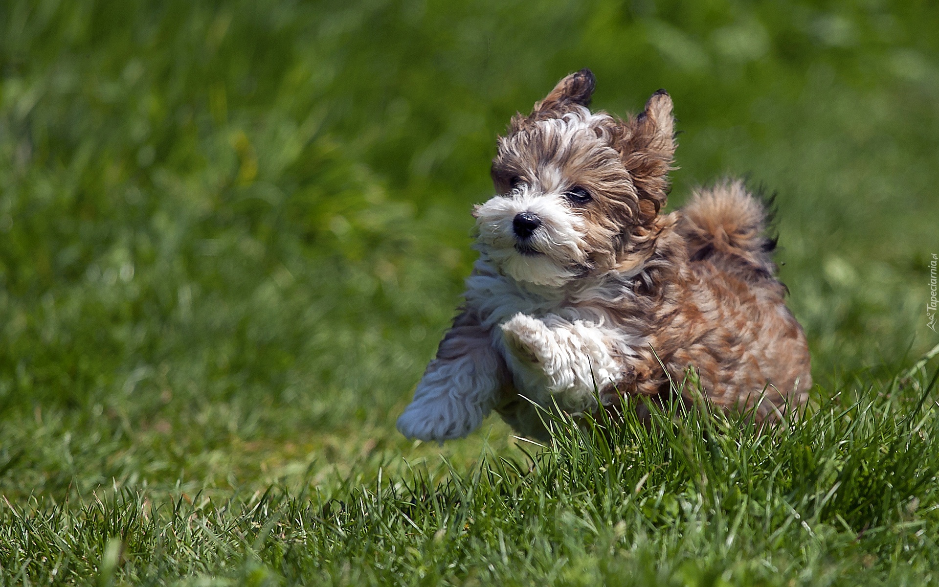 собака трава маленькая без смс