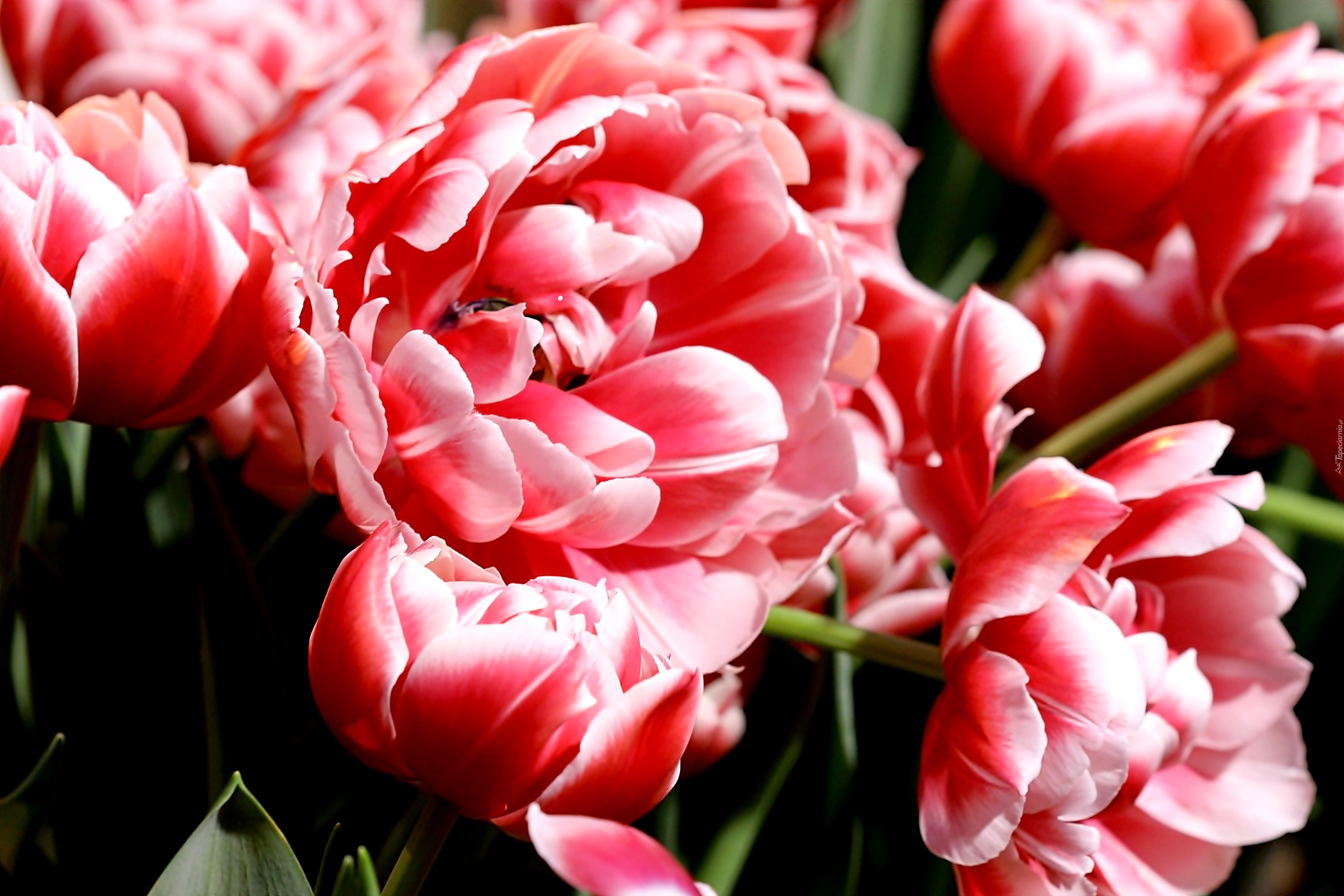Пионовые тюльпаны. Пионовидный тюльпан. Тюльпан диор. Тюльпан пионовидный розовый. Тюльпан пионовидный красный.