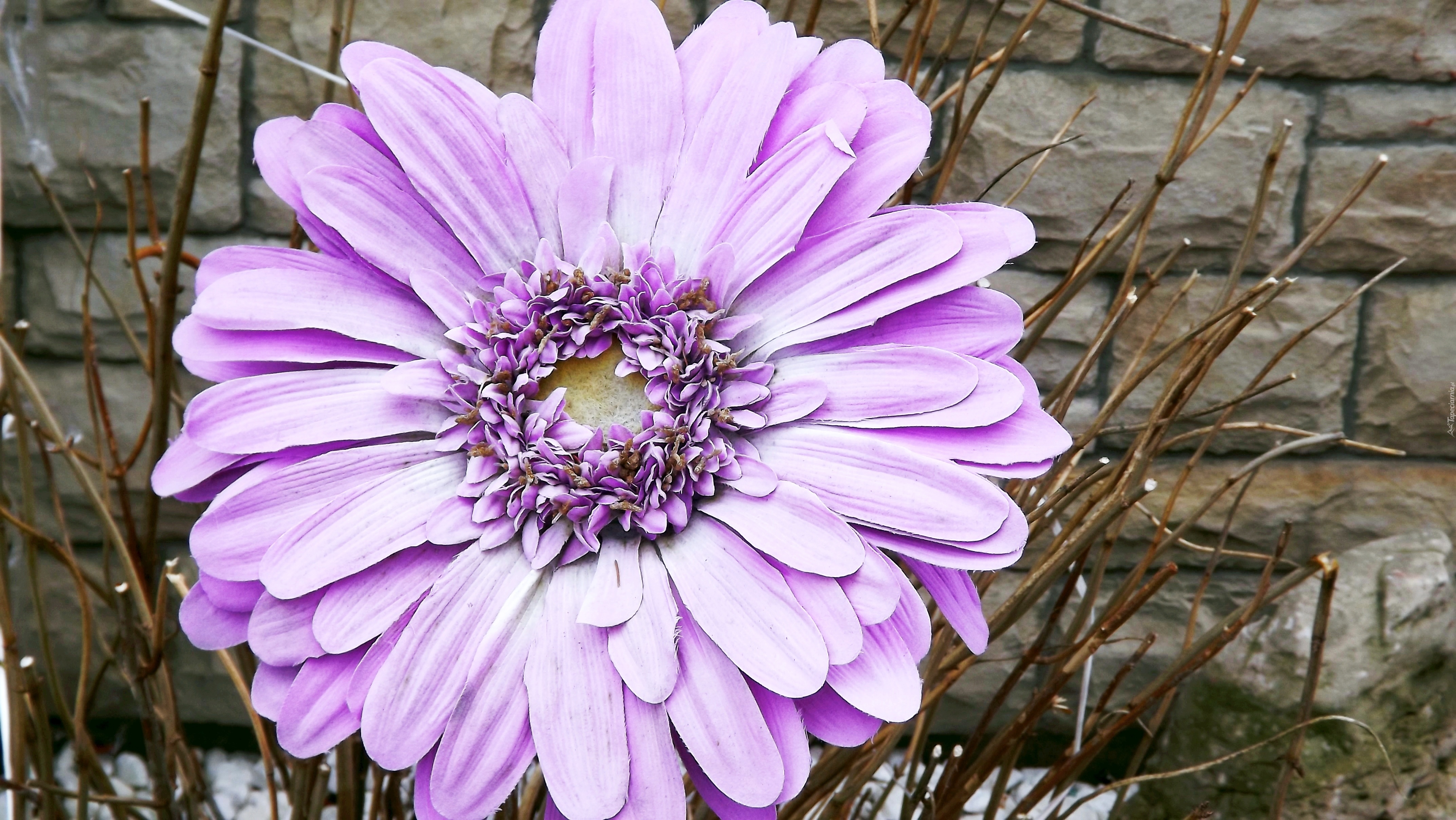 Kwiaty, Gerbera