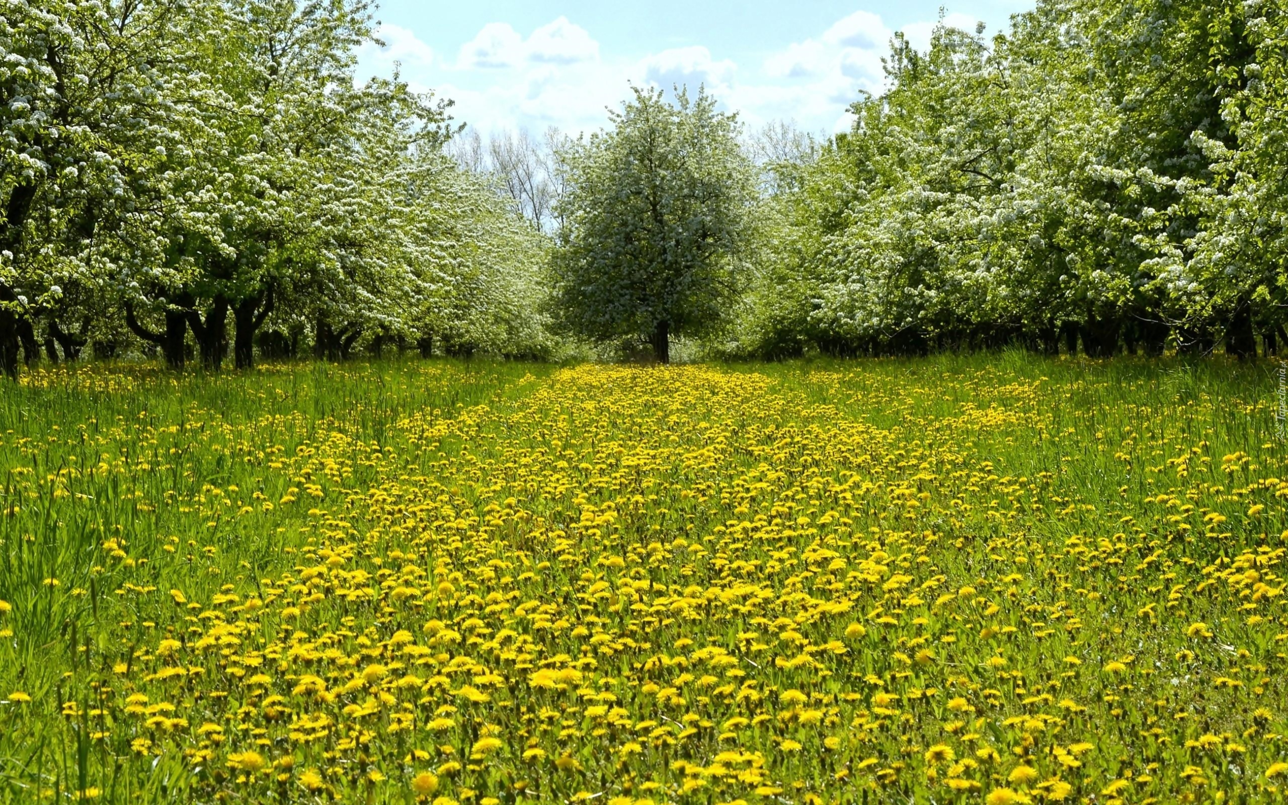 Park, Kwitnące, Drzewa, Mniszek, Wiosna