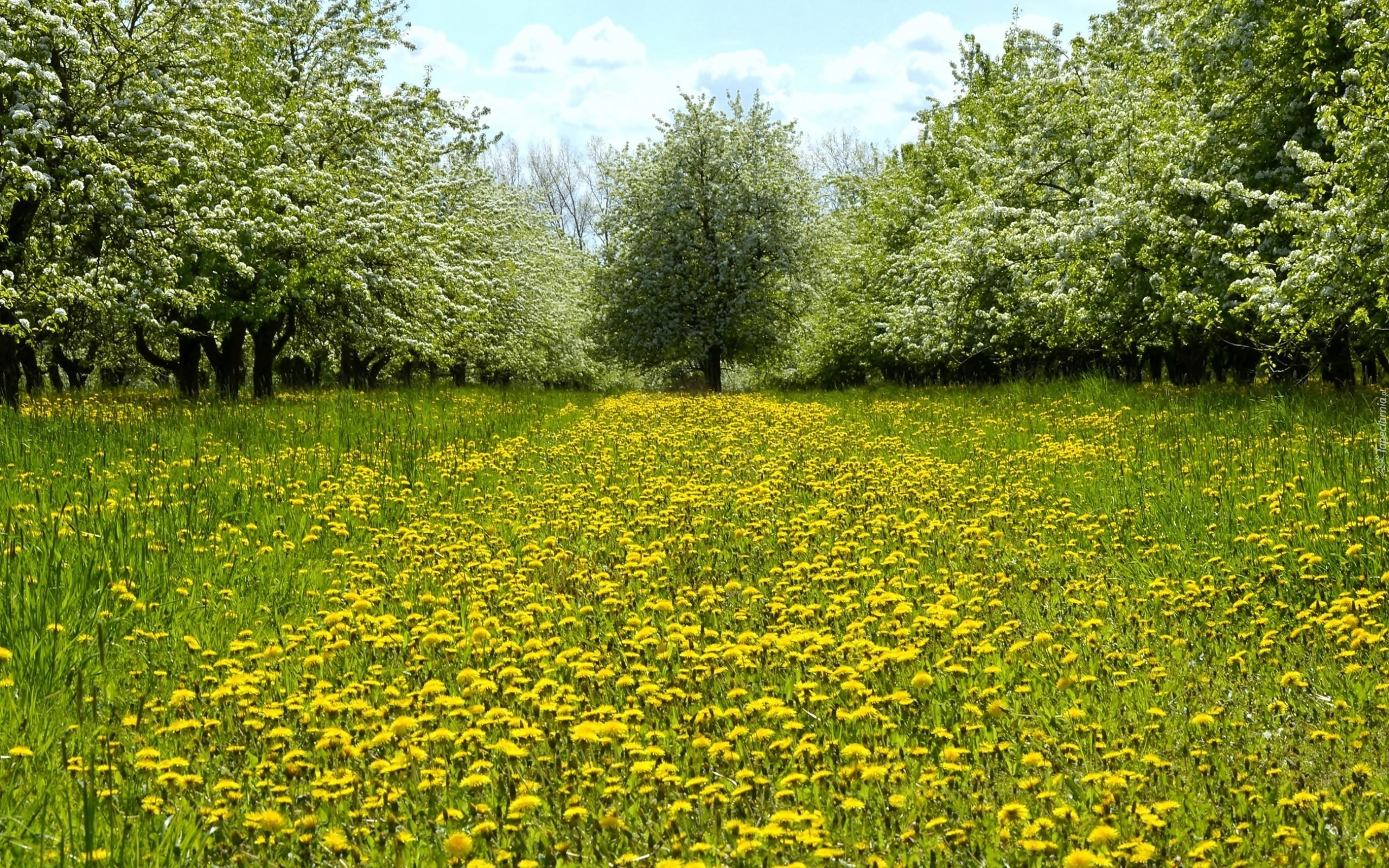 Park, Kwitnące, Drzewa, Mniszek, Wiosna