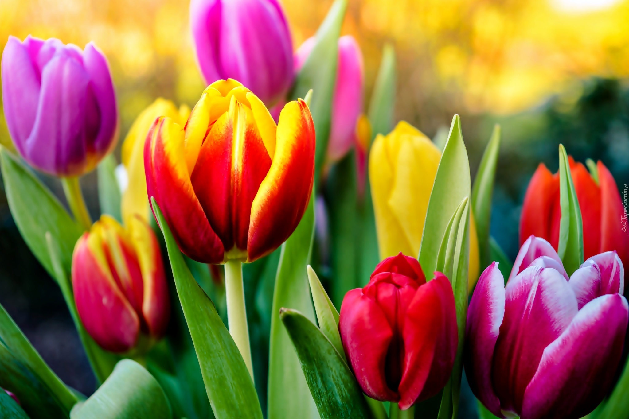 Kwiaty, Kolorowe, Tulipany