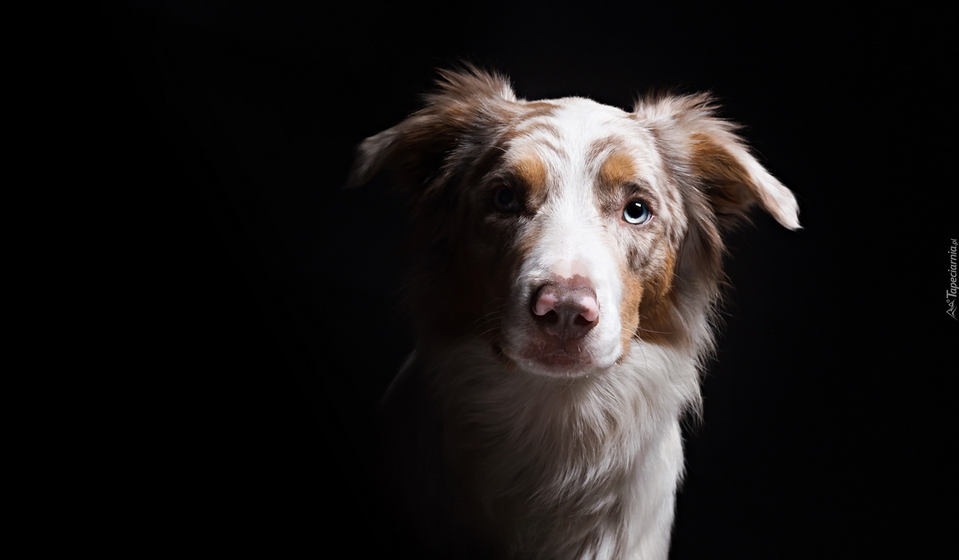 Owczarek australijski-australian shepherd