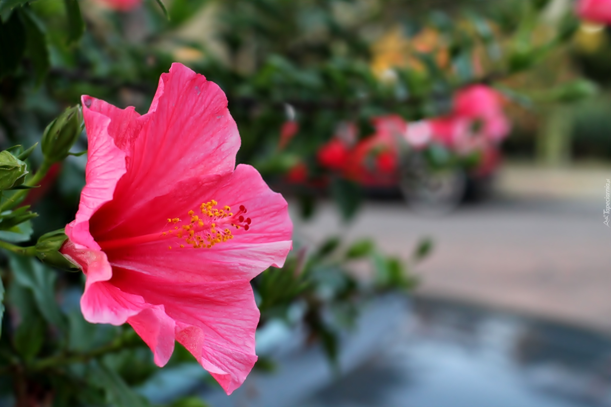 Kwiat, Hibiskus