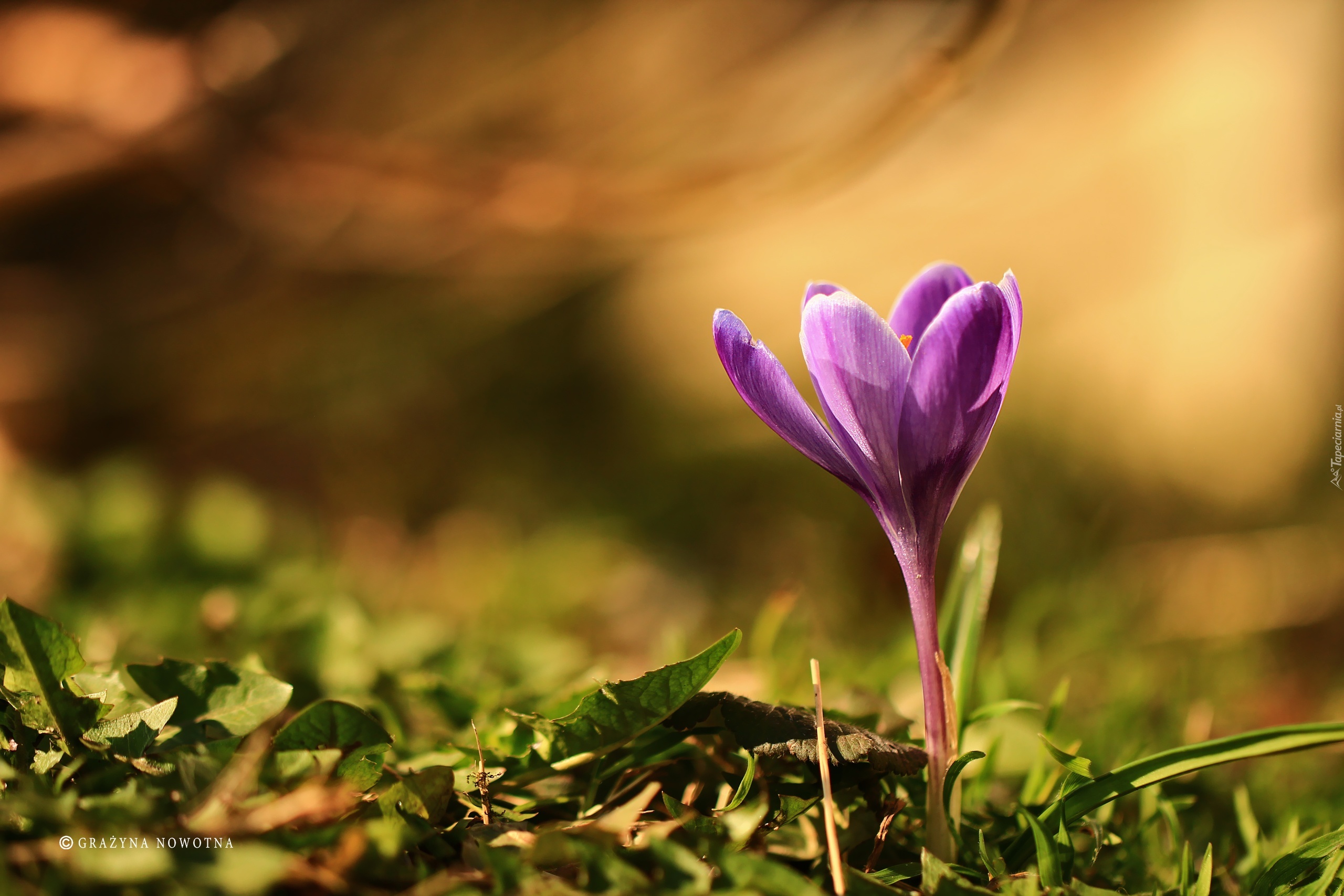 Fioletowy, Krokus