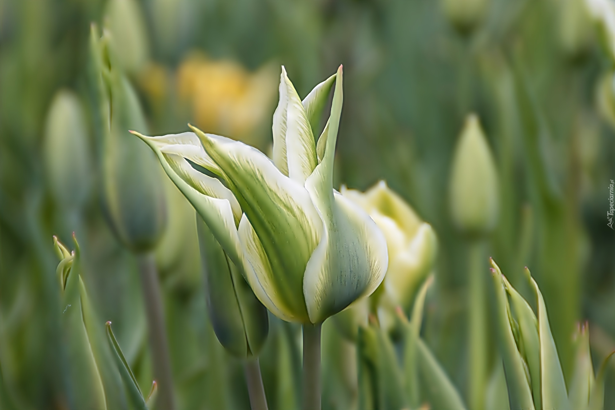 Biało, Zielone, Tulipany
