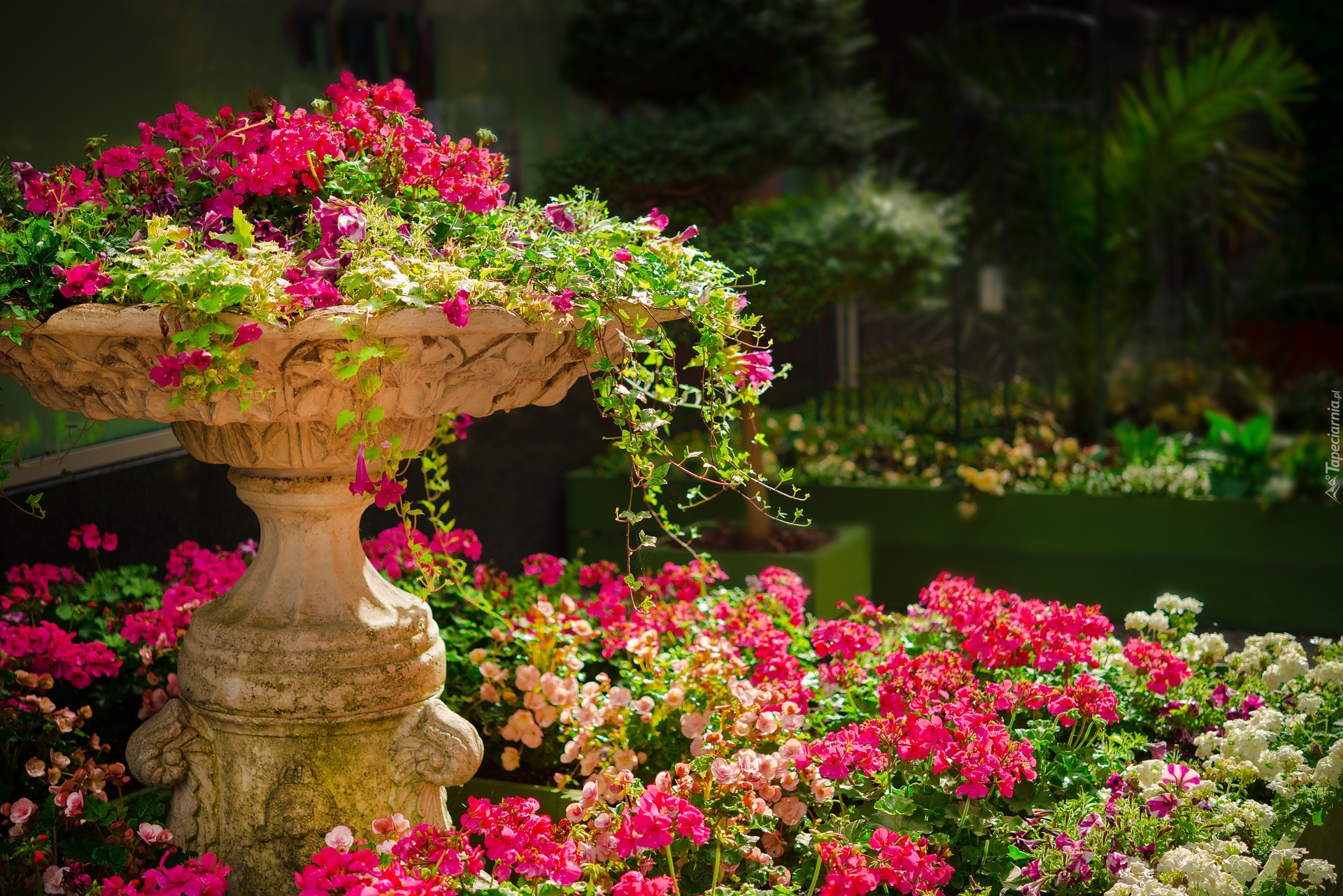 Park, Ogród, Donica, Kamienna, Pelargonie