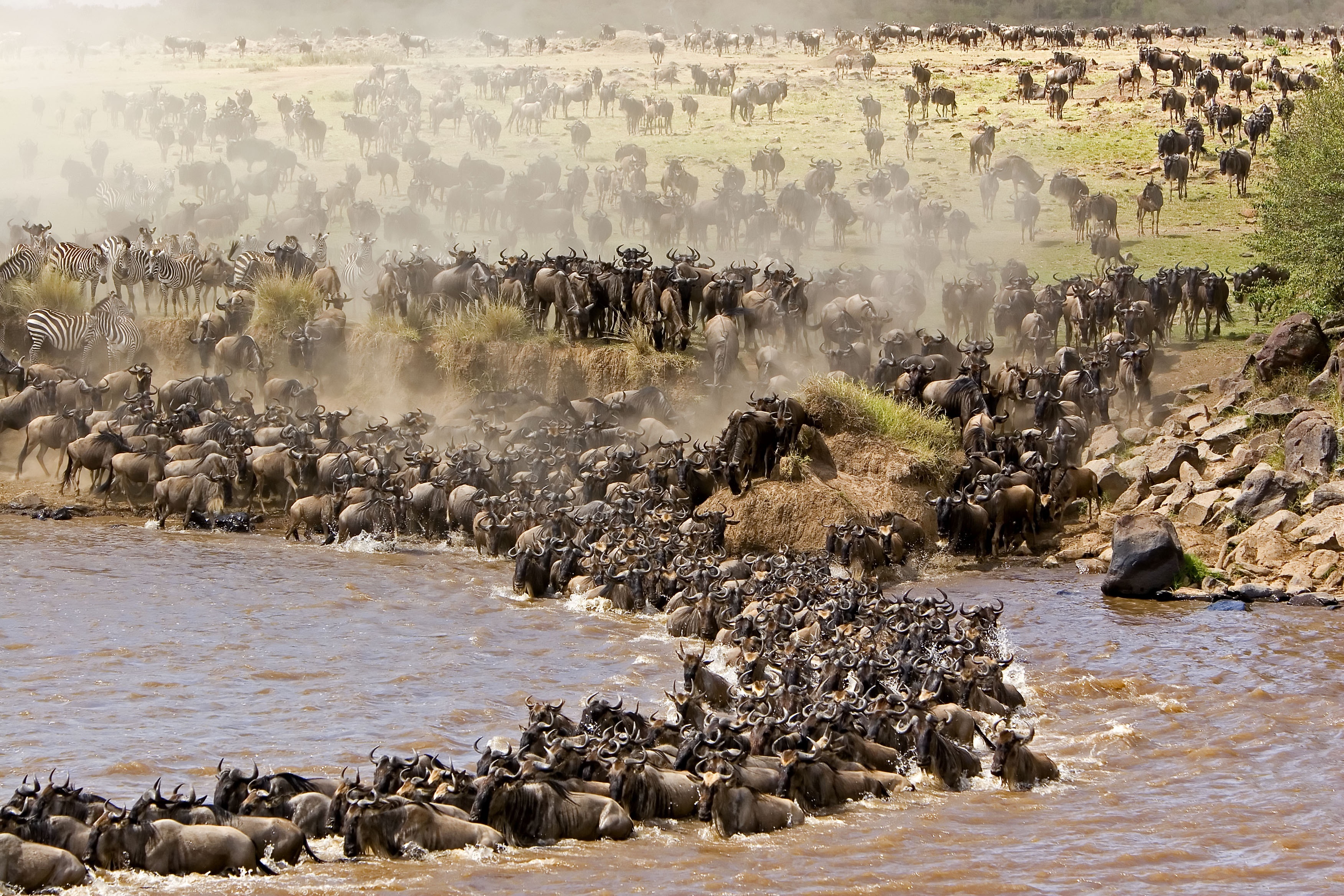 Antylopy, Gnu, Rzeka