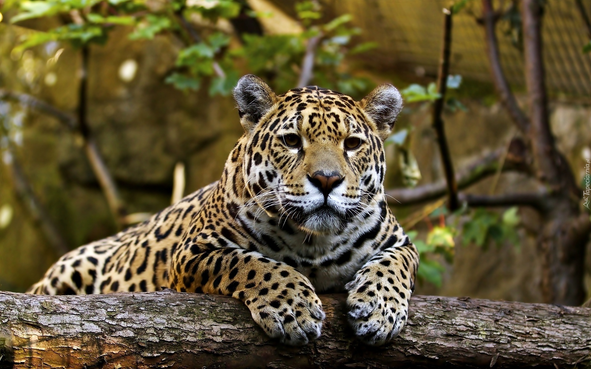 Jaguar, Drzewo