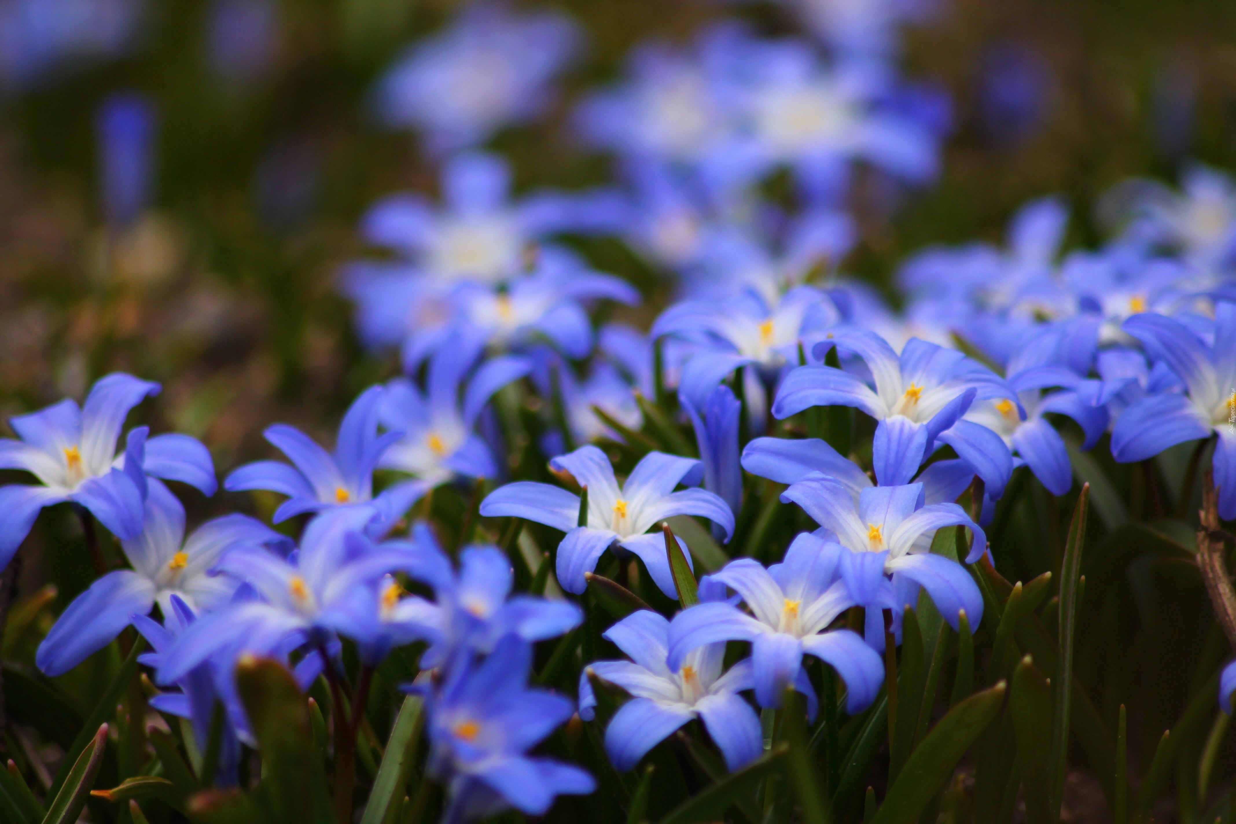 Małe, Niebieskie, Kwiatki