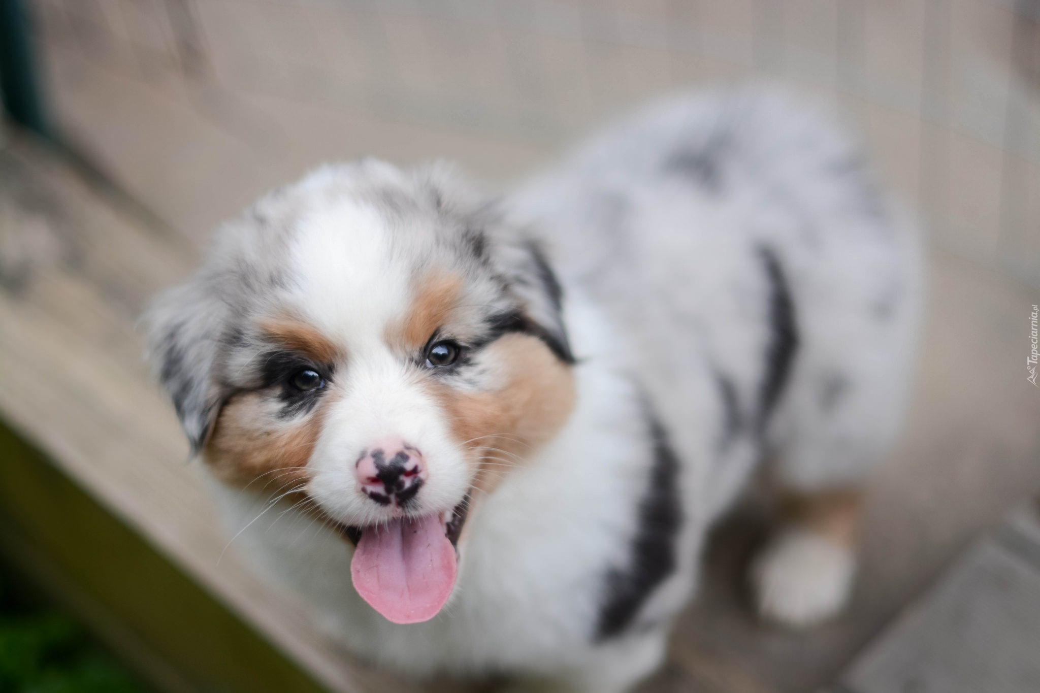 Szczeniak,  Owczarek australijski-australian shepherd