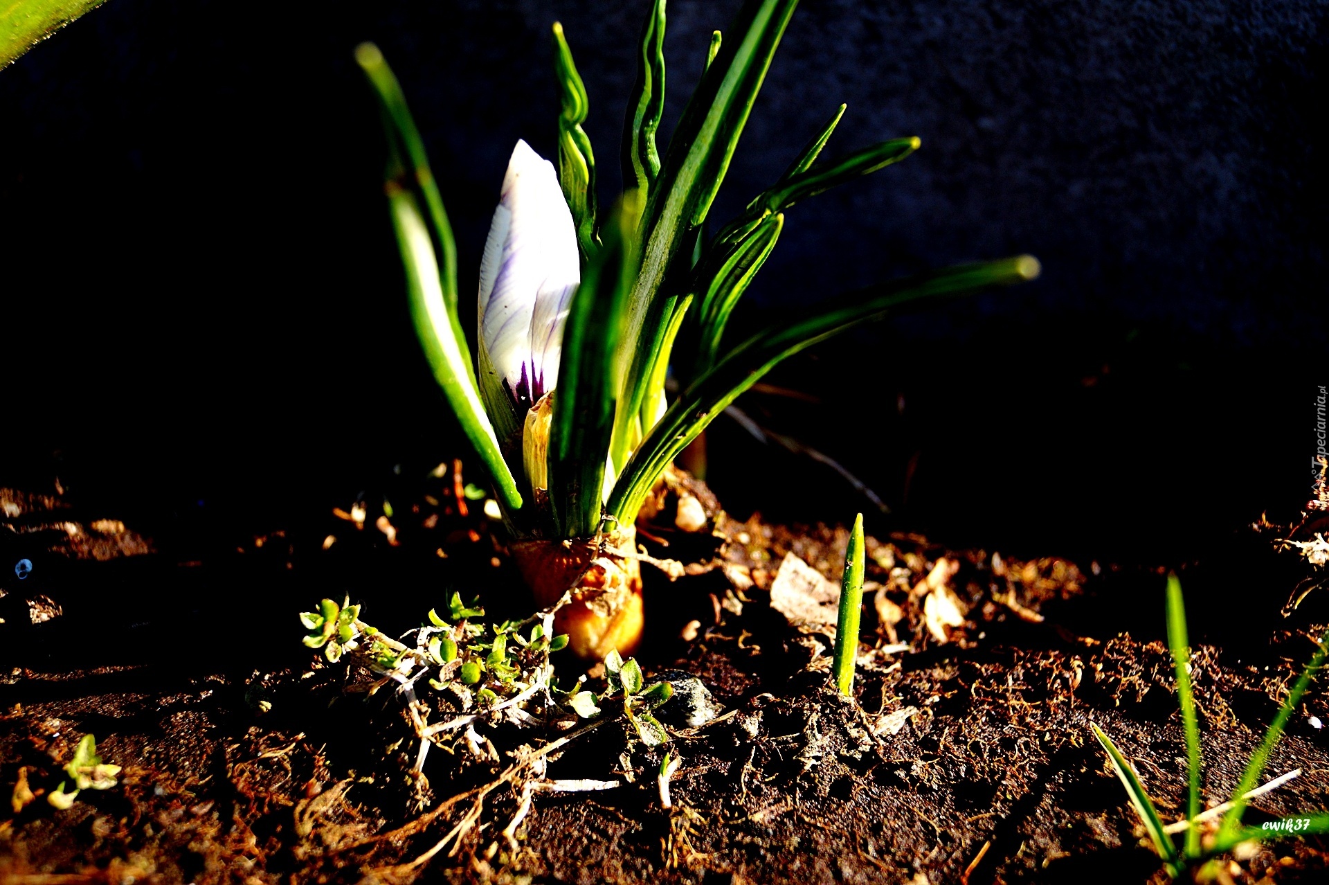 Kwiat, Krokus, Wiosna