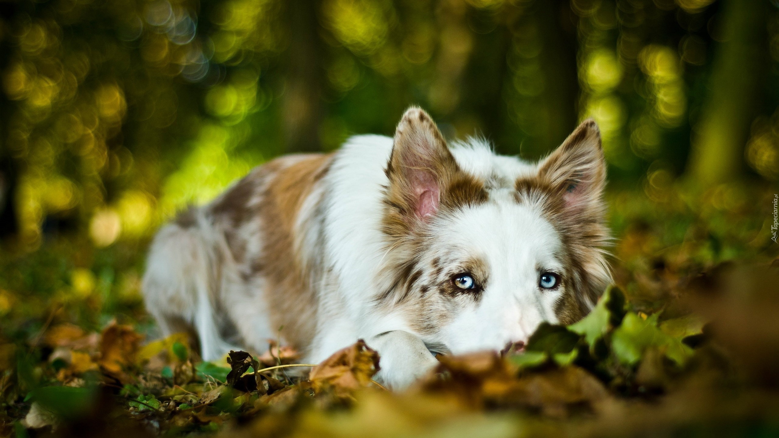 Smutny, Pies, Border Collie