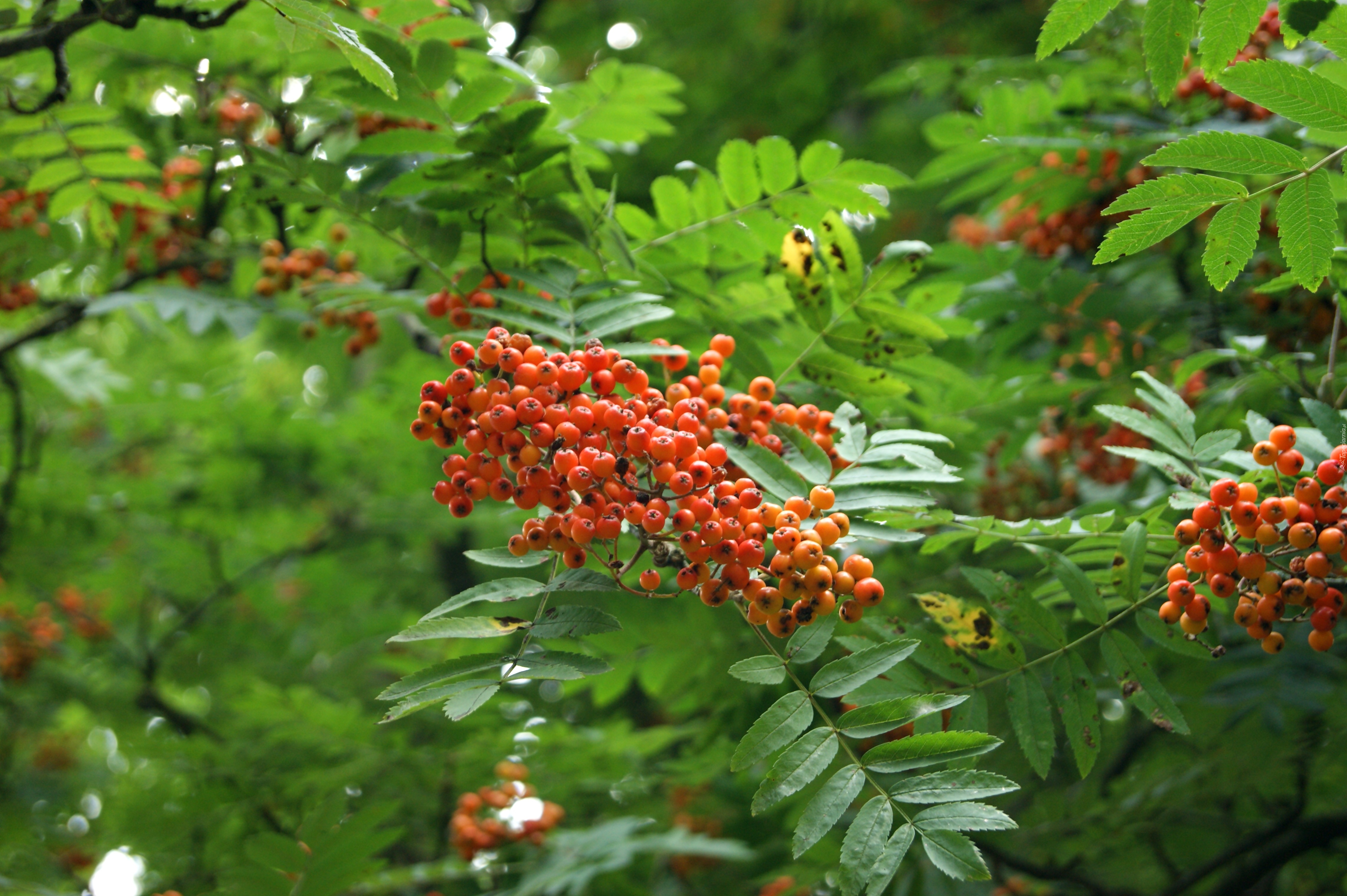 Jarzębina