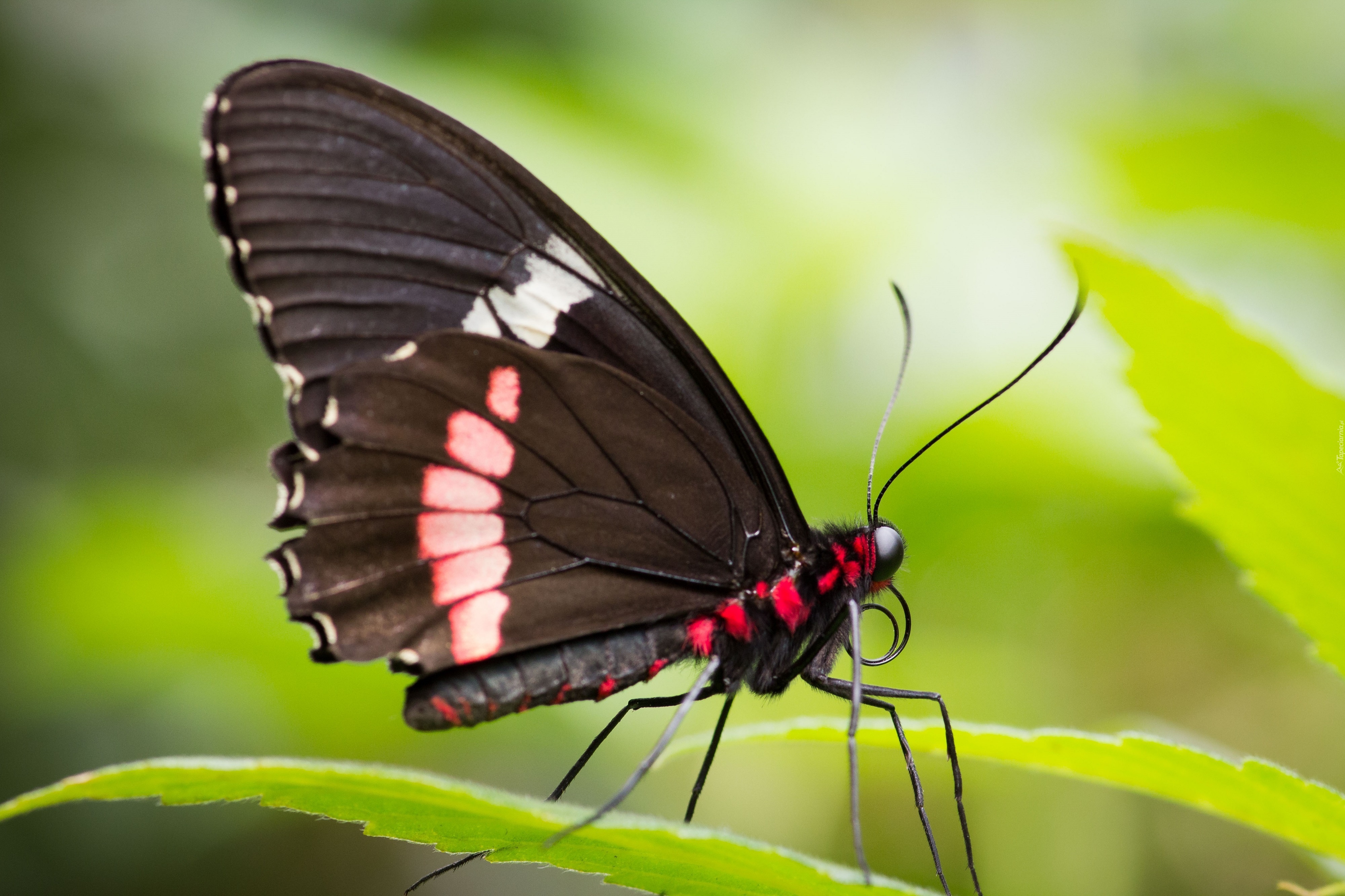 Motyl, Makro
