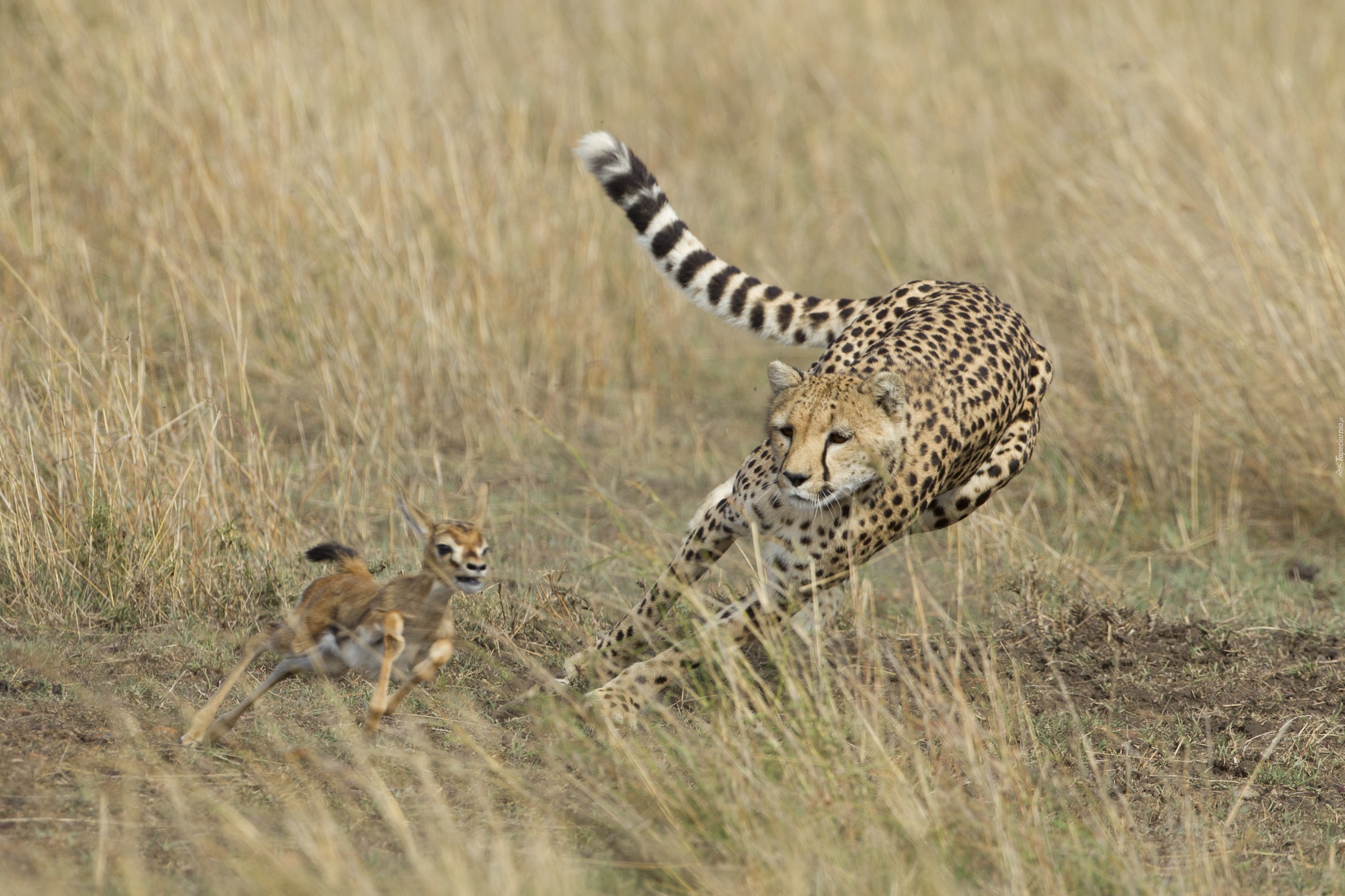 Gepard, Antylopa, Pogoń, Polowanie