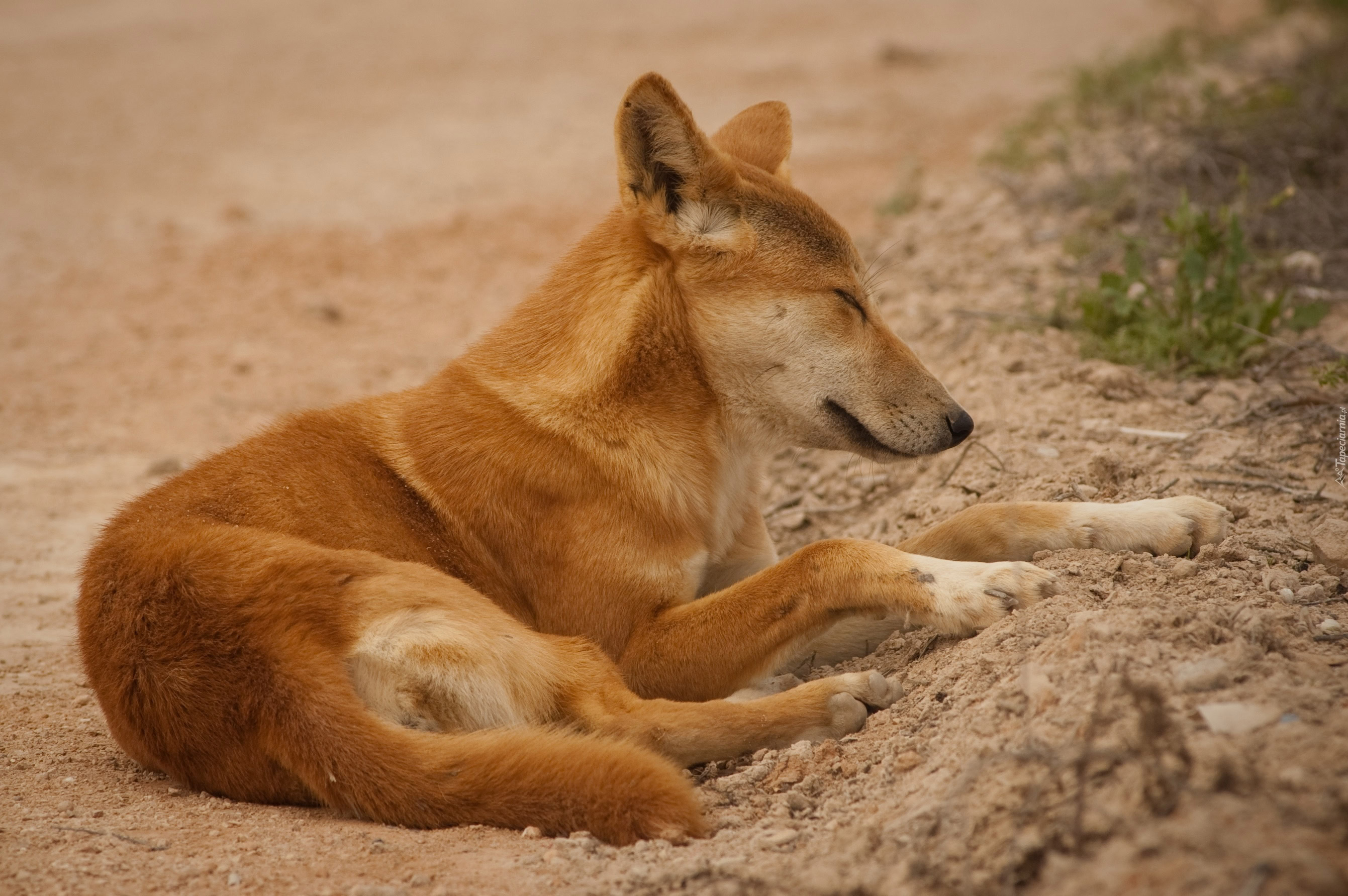 pi cy Pies Dingo pi cy Pies Dingo