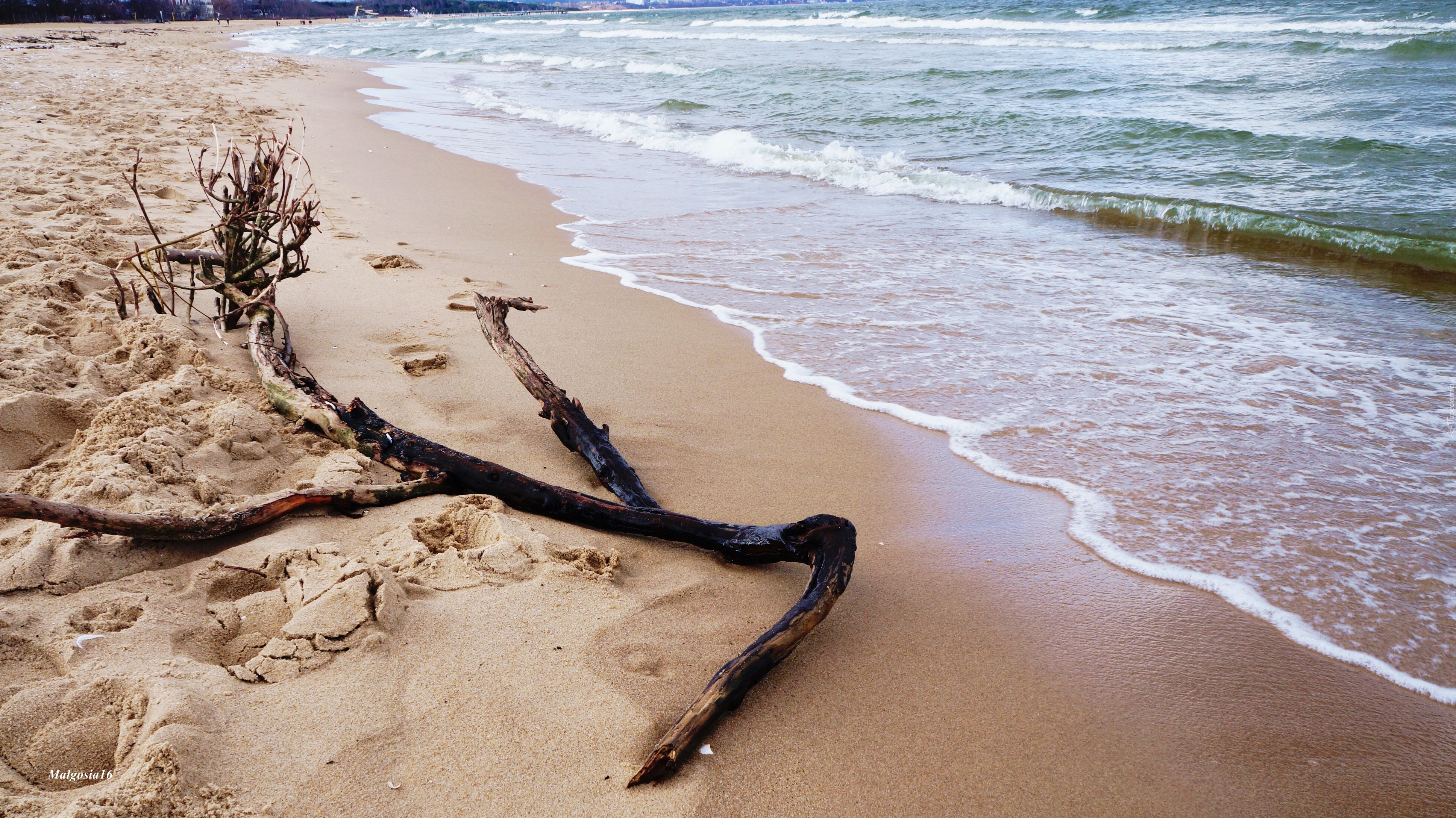 Morze, Bałtyk, Plaża, Fale, Uschnięta, Gałąź