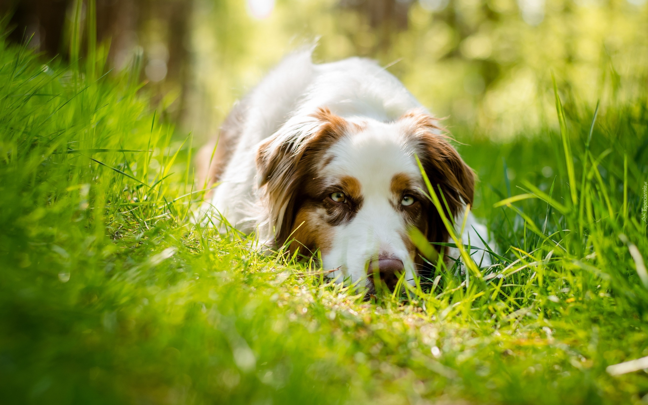 Owczarek australijski-australian shepherd, Trawa