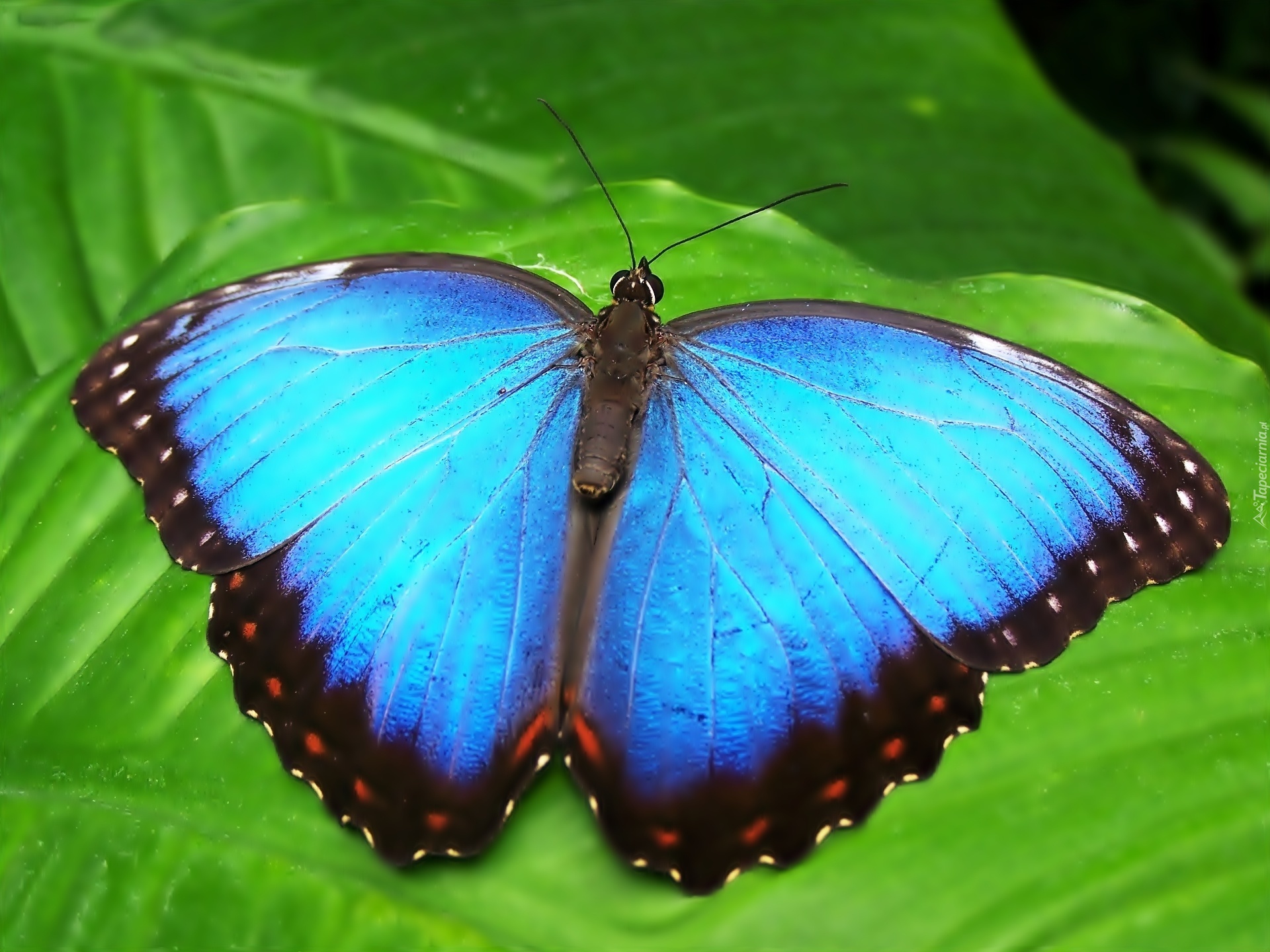 Niebieski, Egzotyczny, Motyl