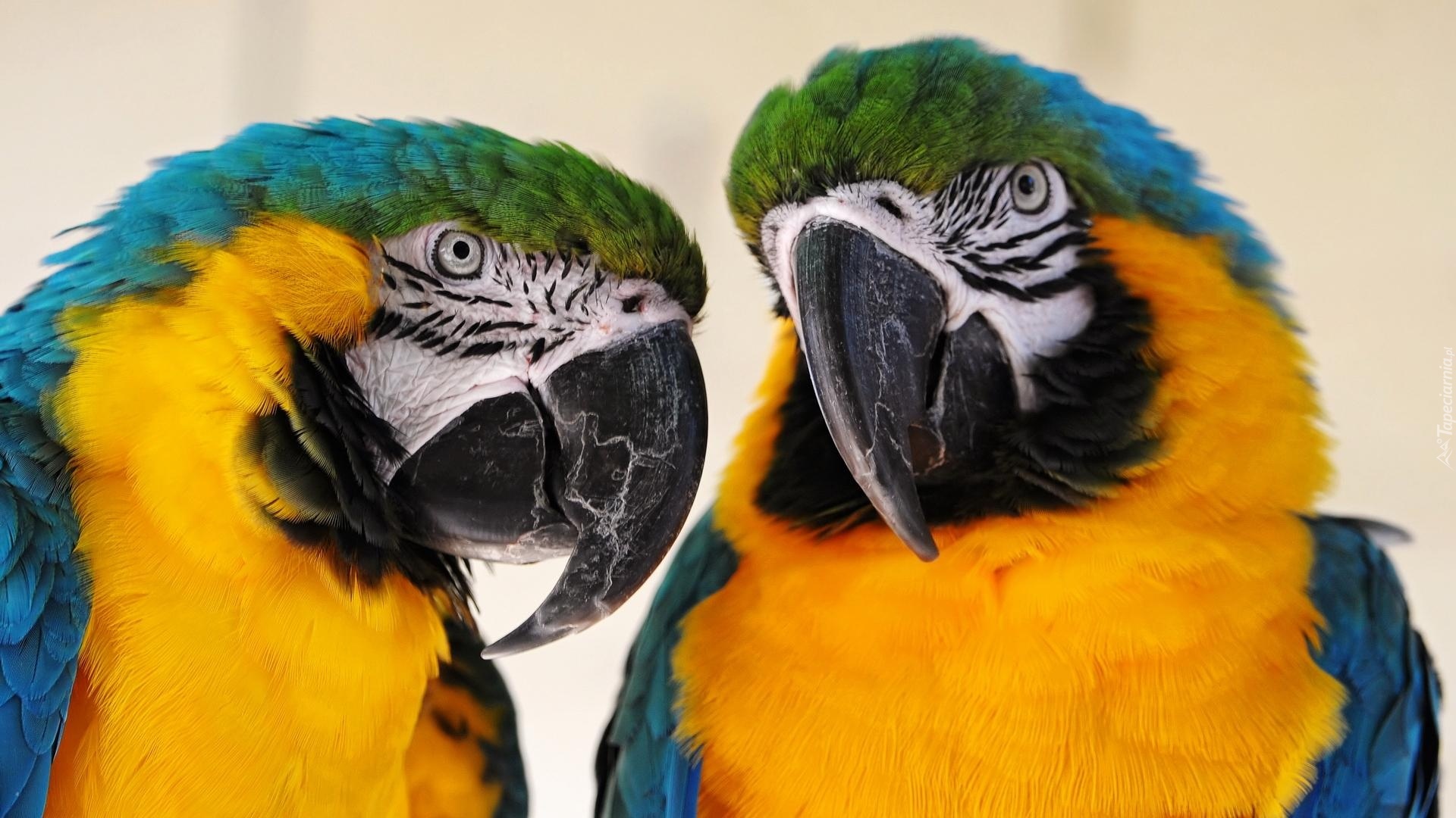 Dwie, Papugi, Ary