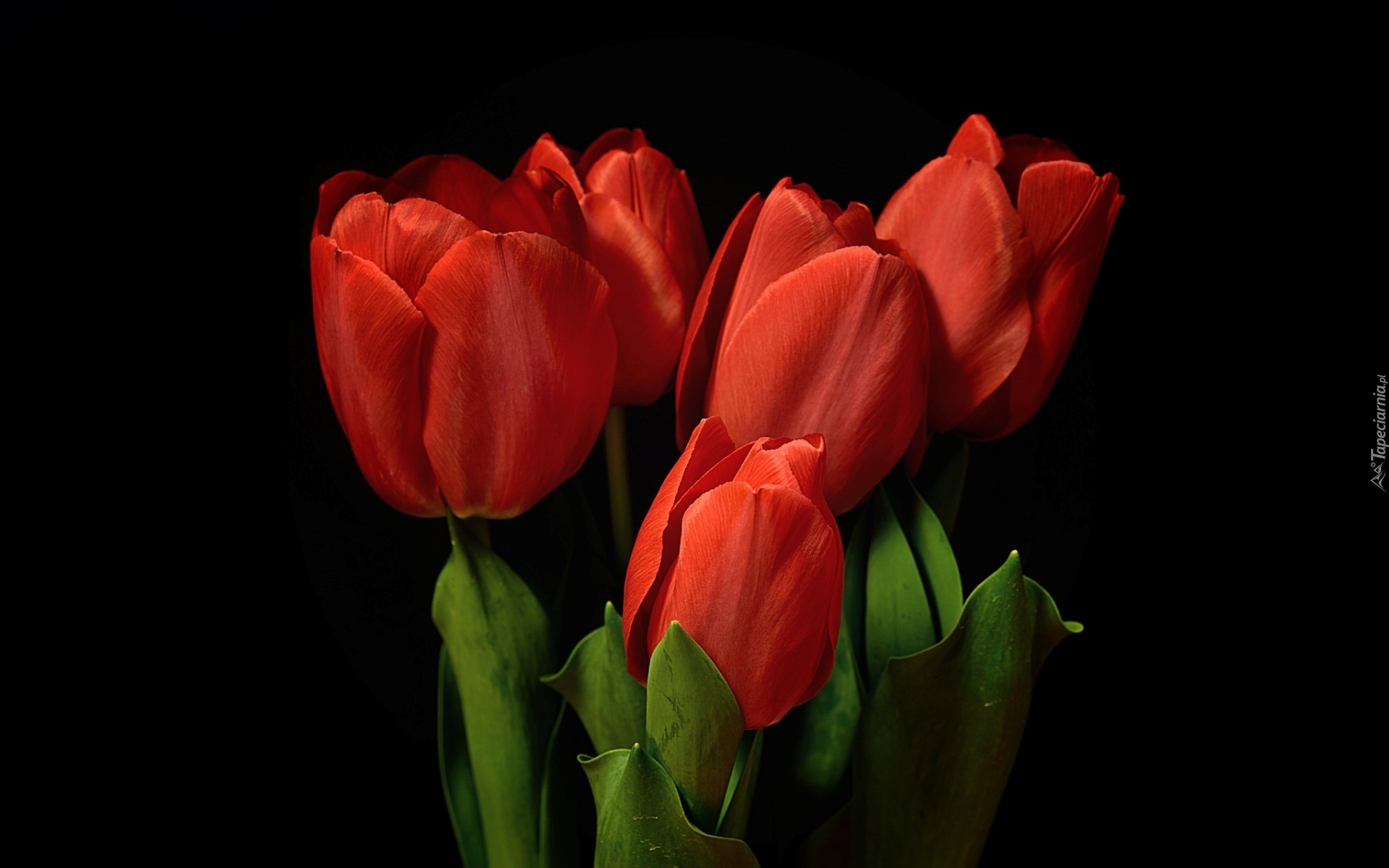 Tulipany
