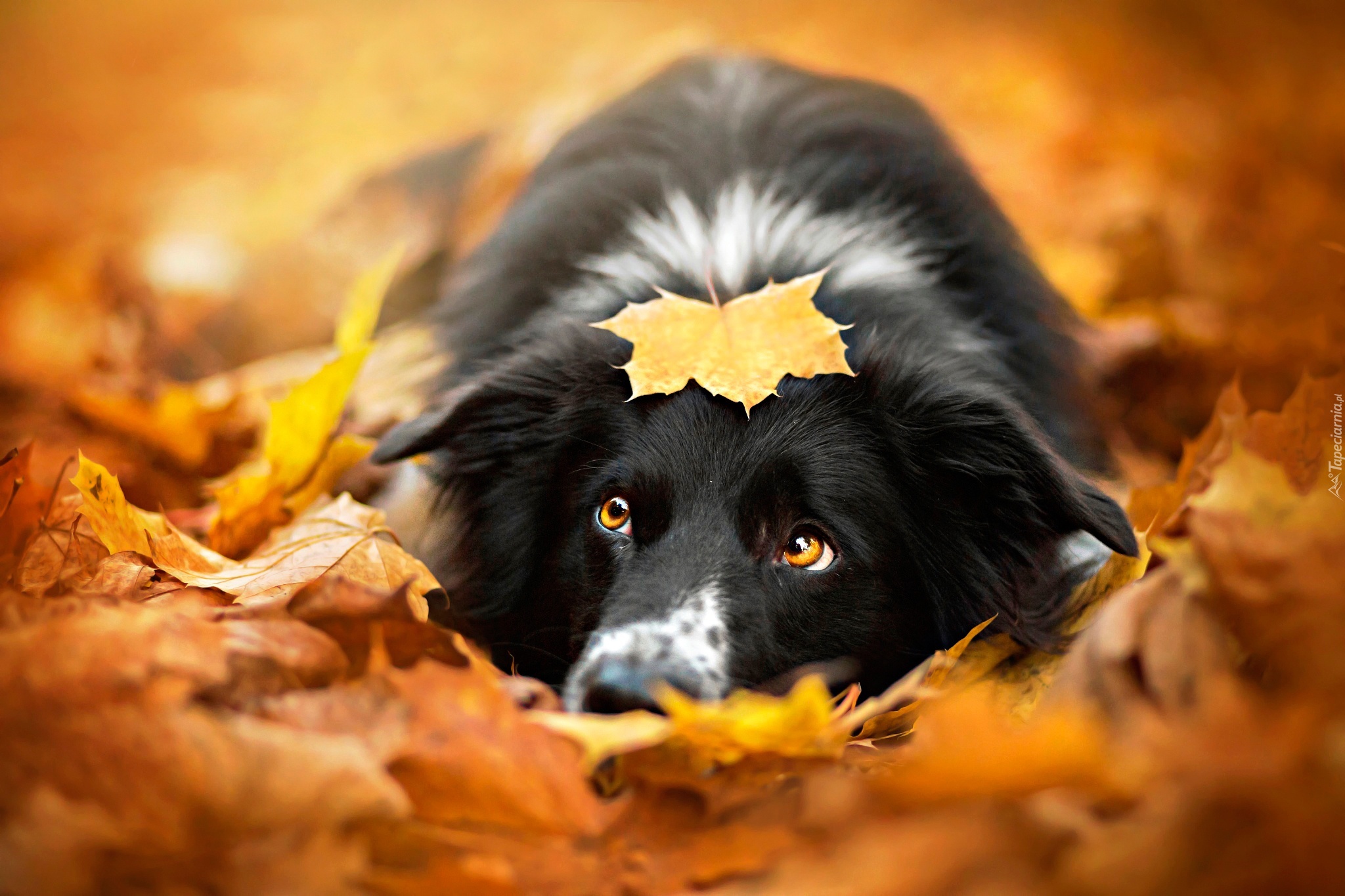 Pies, Jesień, Liście