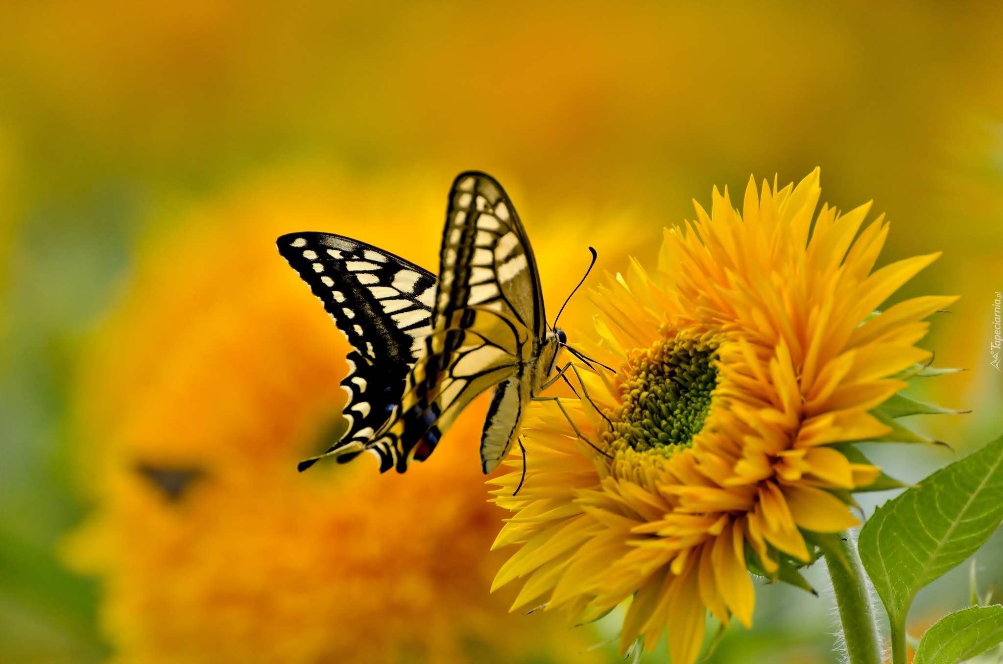 Motyl, Paź, Królowej, Słonecznik