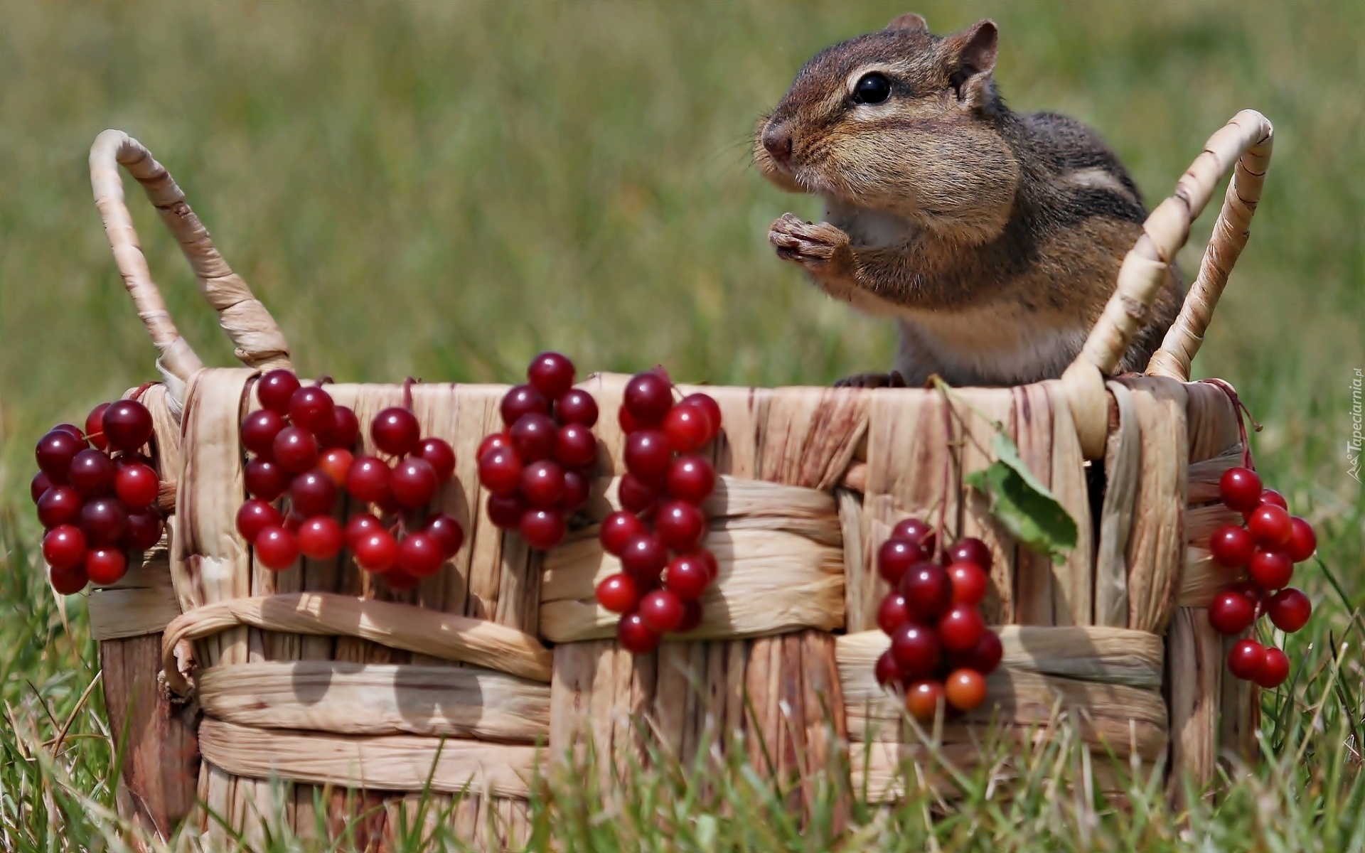 Chipmunk, Wiklinowy, Koszyk, Czerwone, Jagody, Kalina