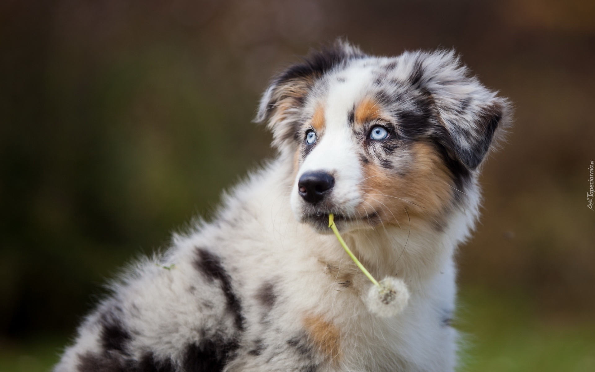 Pies, Szczeniak, Border Collie, Mniszek, Dmuchawiec