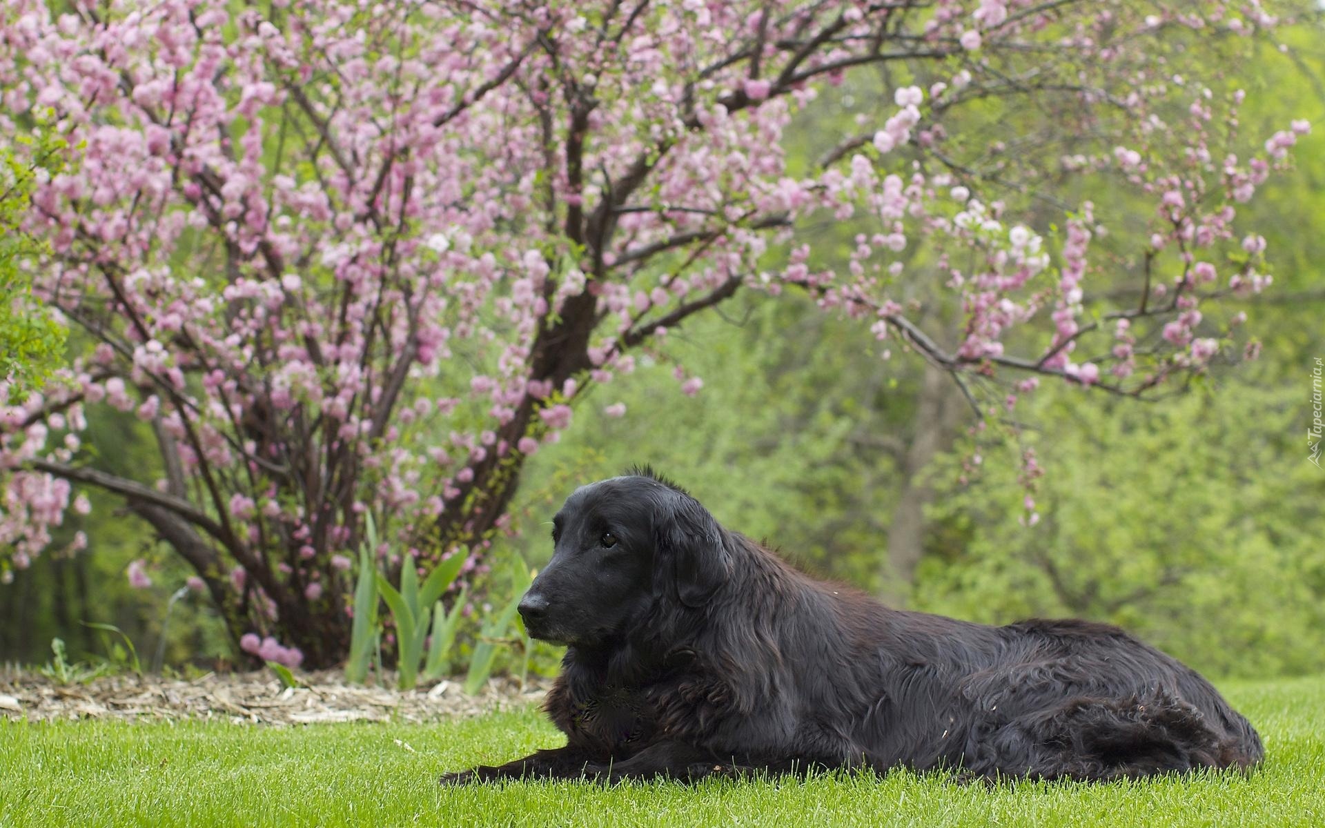 Pies, Leżący, Flat, Coated, Retriever