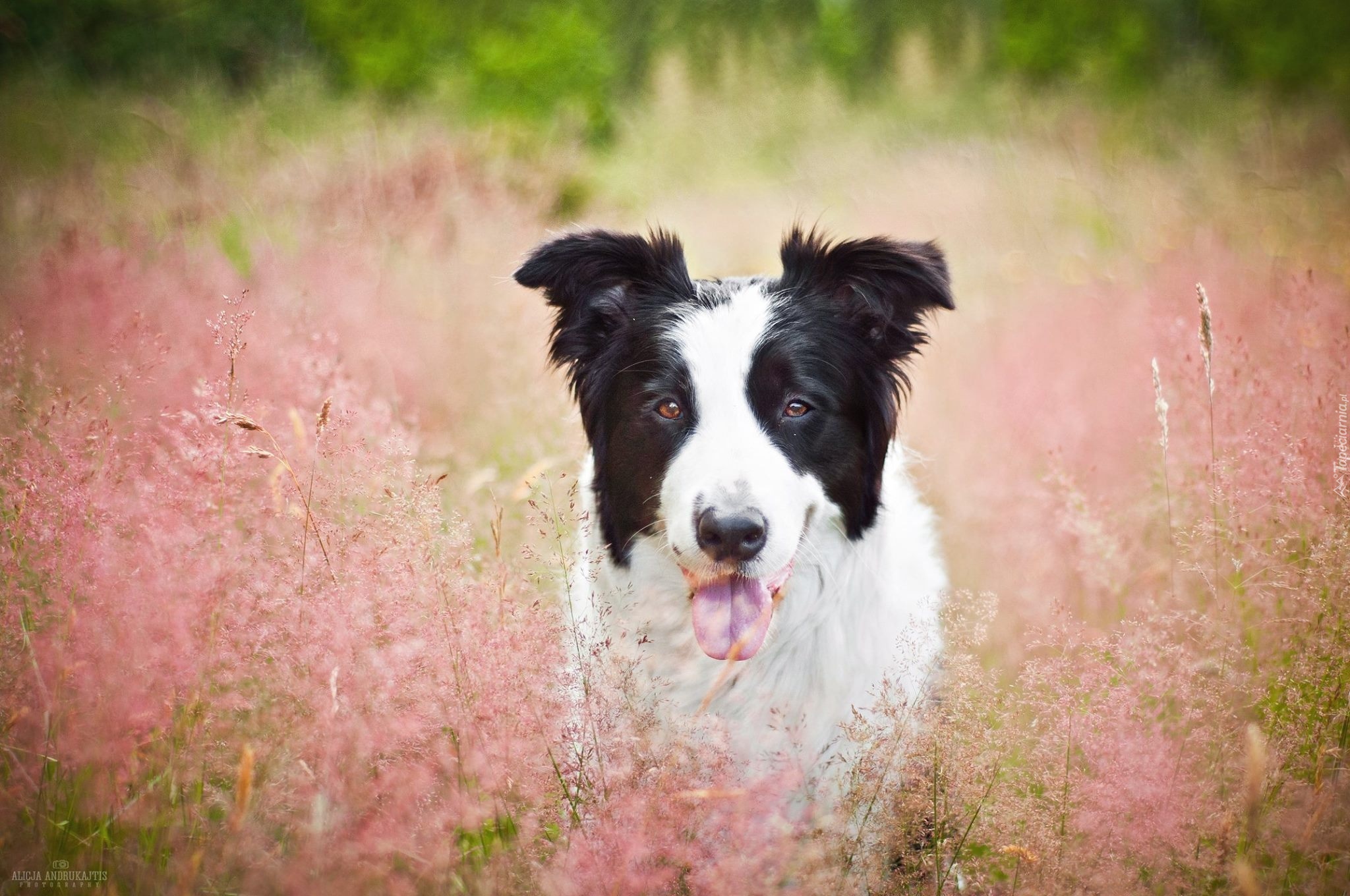 Trawa, Pies, Jęzor, Border Collie