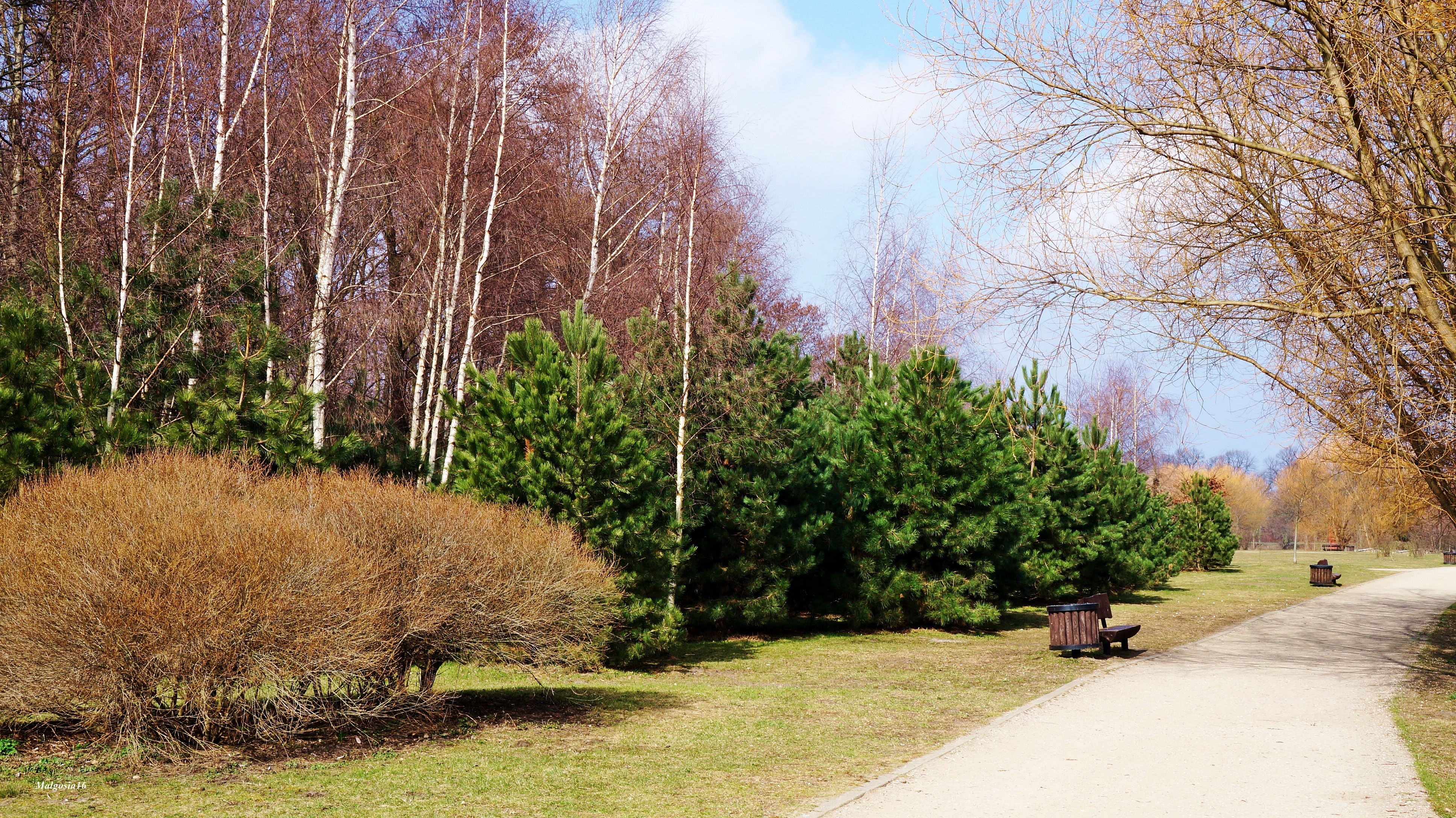 Park, Ścieżka, Drzewa