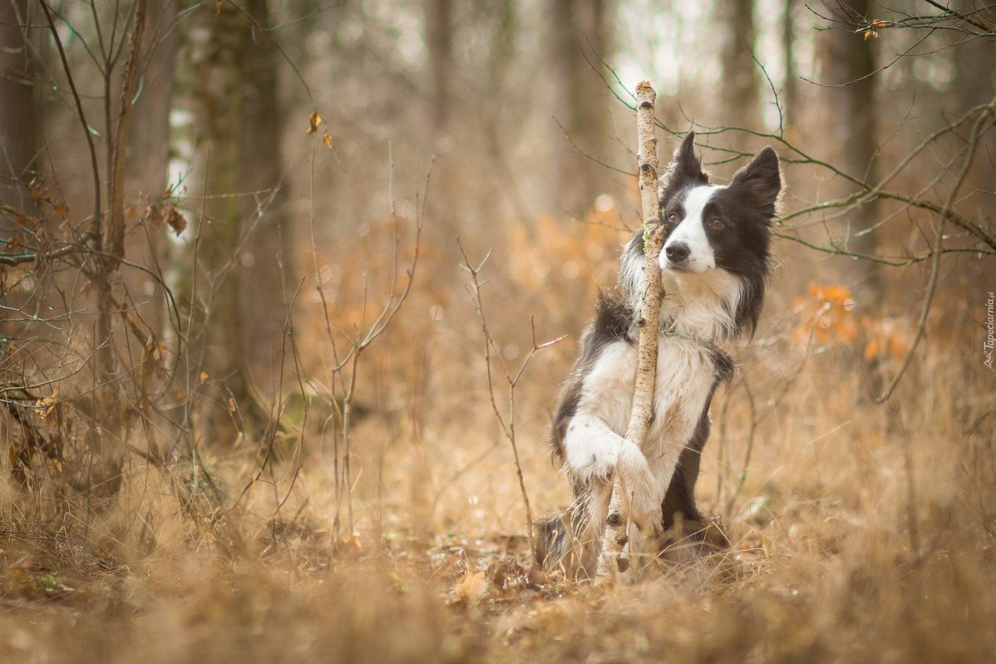 Pies, Border Collie, Jesień, Las, Sztuczka