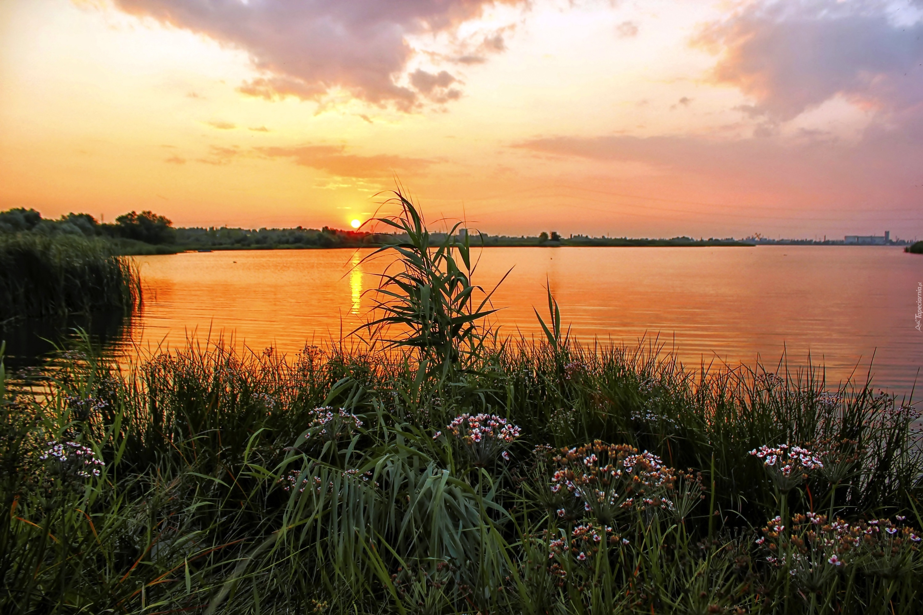 Jezioro, Łąka, Zachód słońca