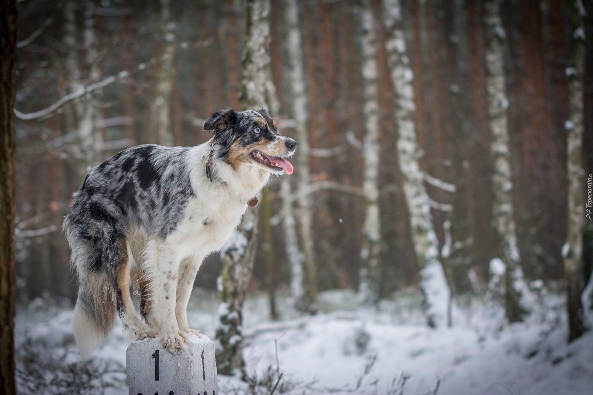 Słupek, Zima, Sztuczka, Border Collie