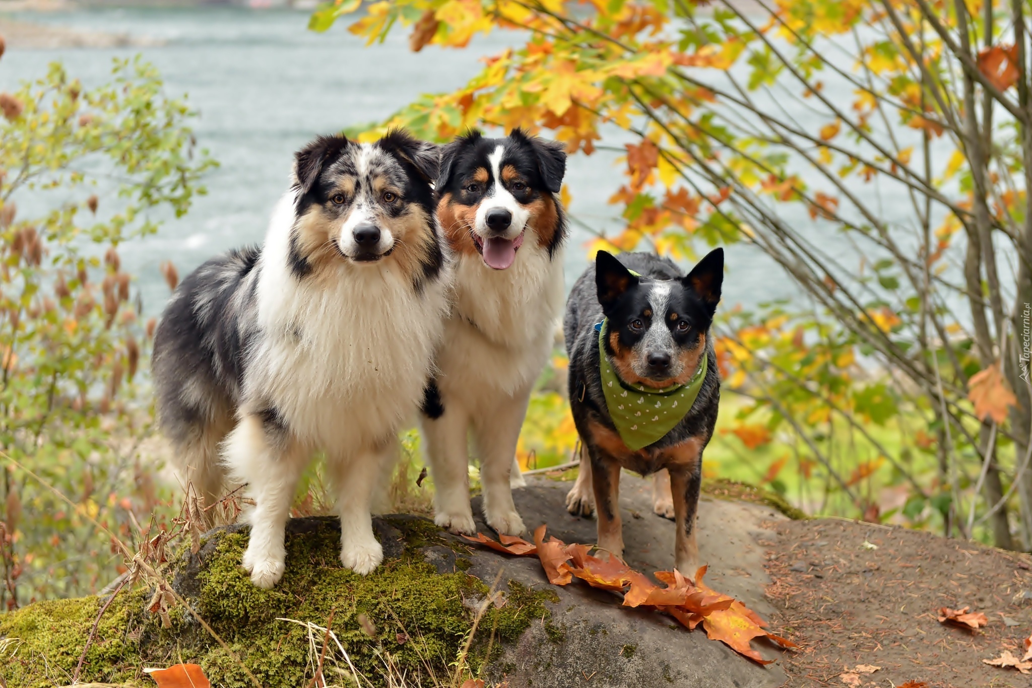 Trzy, Pieski, Przyjaciele, Australian cattle dog, Owczarki australijske-australian shepherd