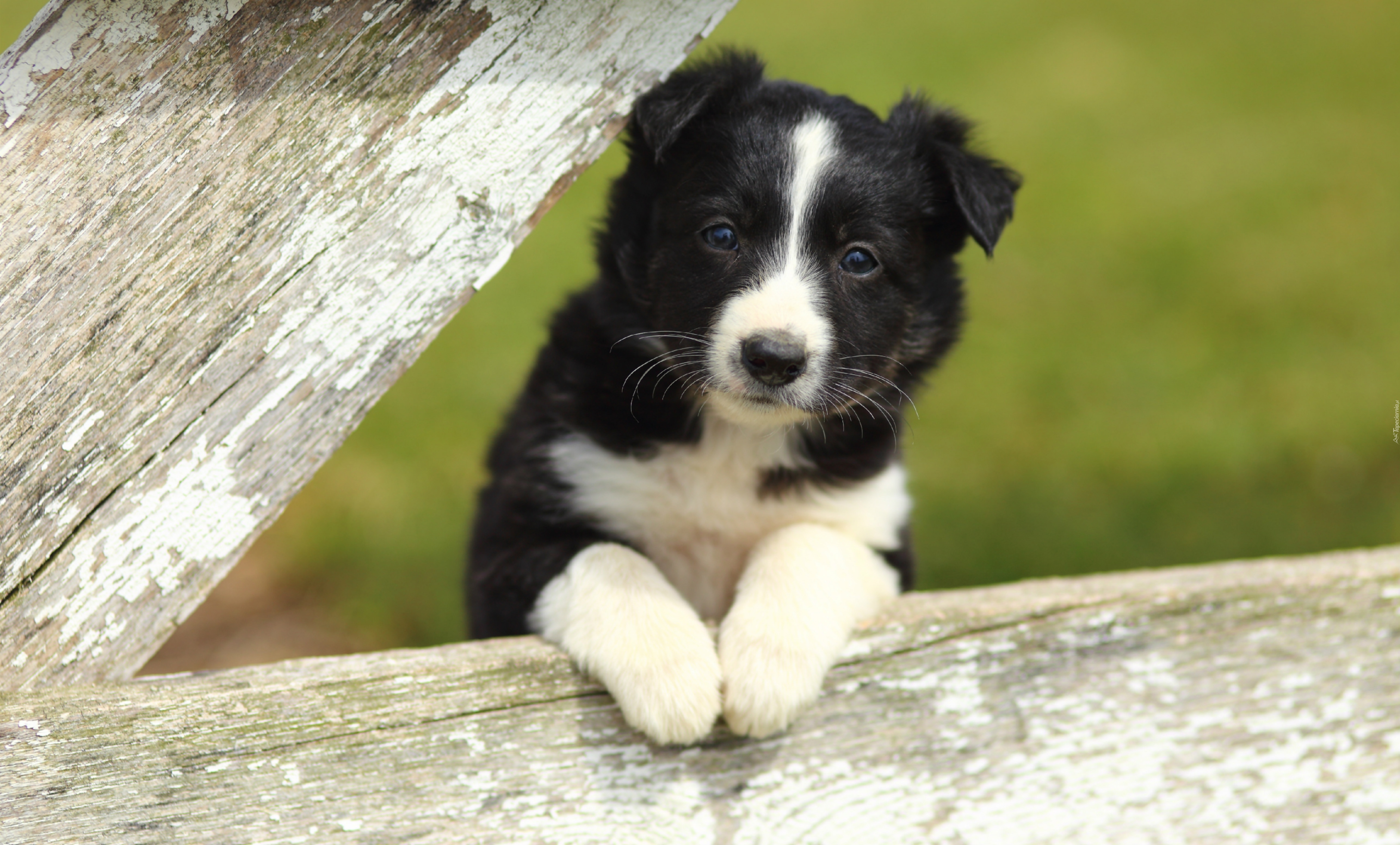 Słodki, Piesek, Border, Collie