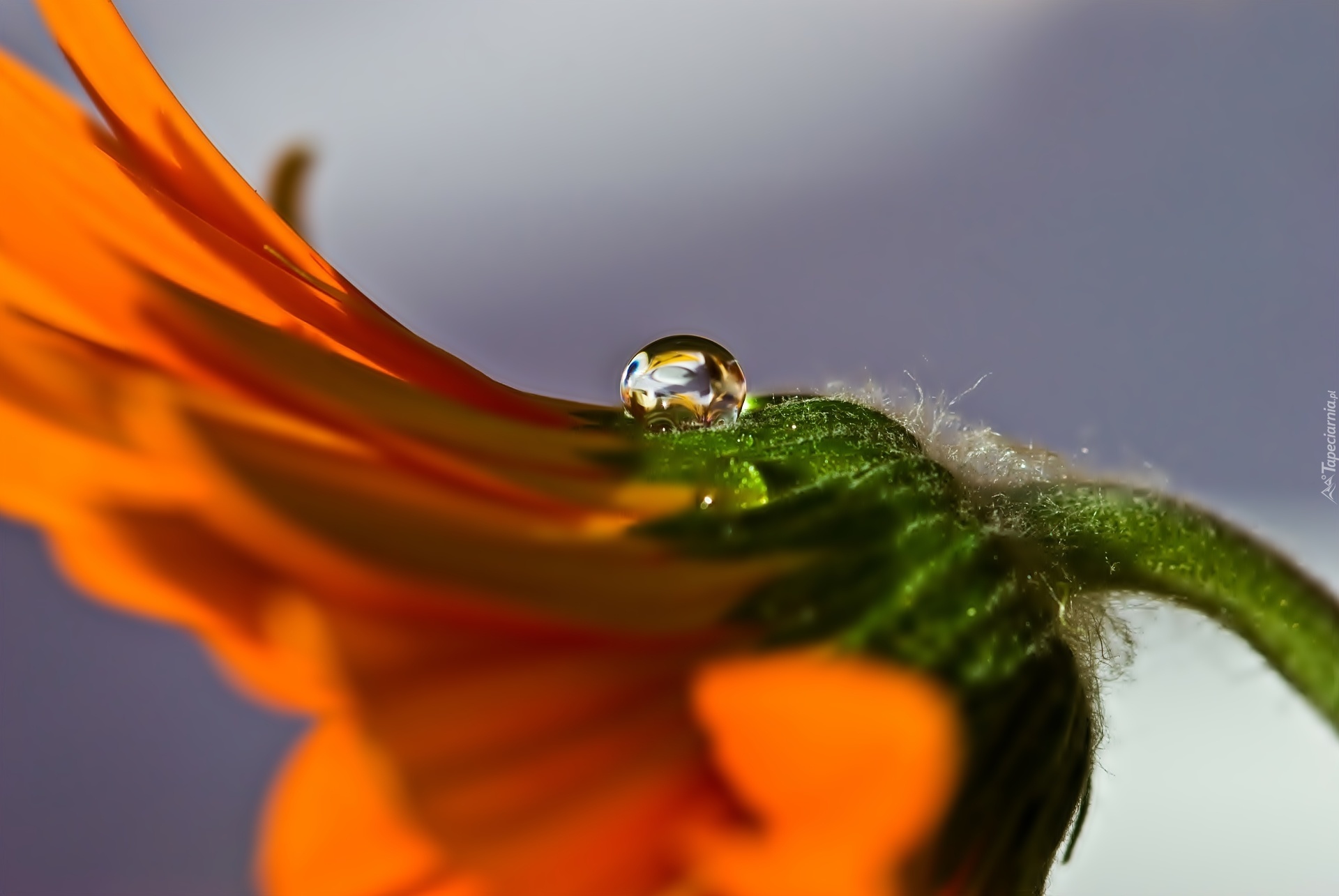 Pomarańczowa, Gerbera, Kropla, Makro