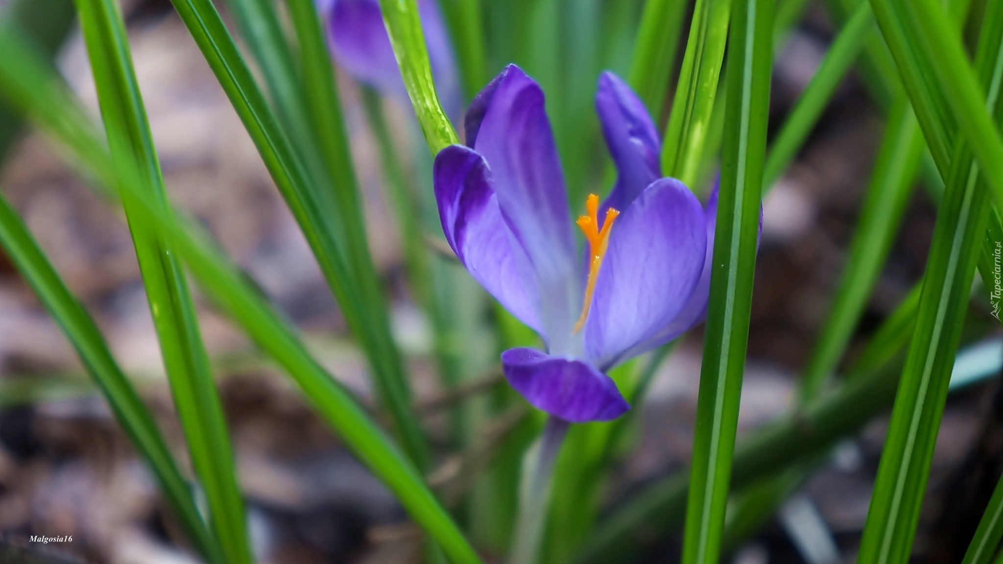 Niebieski, Krokus