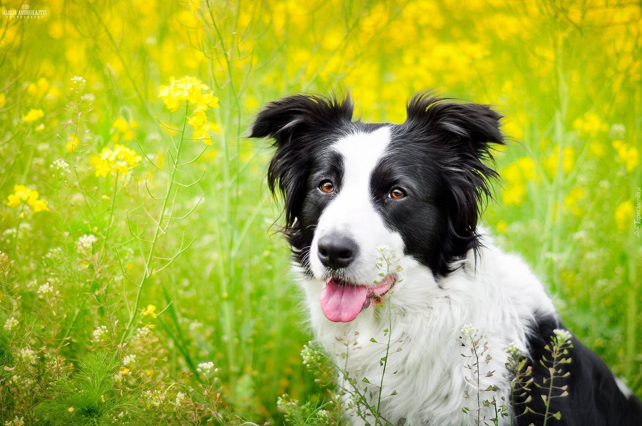 Pies, Border collie, Łąka, Rzepak