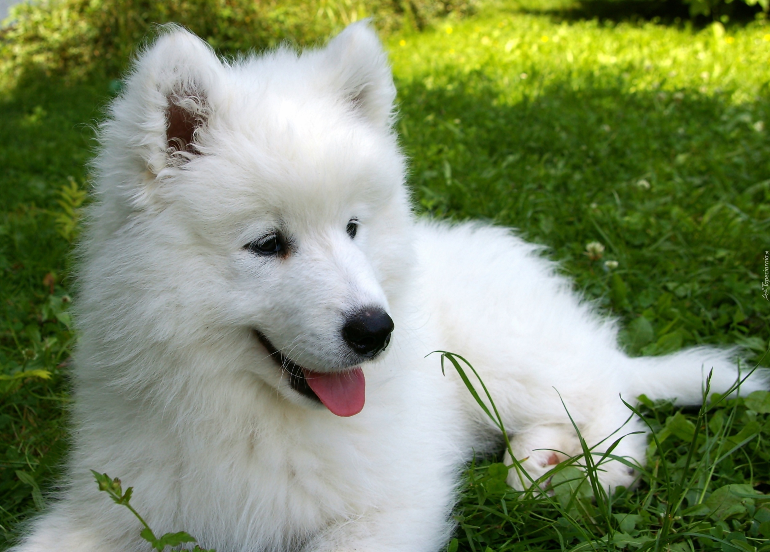 Słodki, Szczeniaczek, Samojed, Łąka