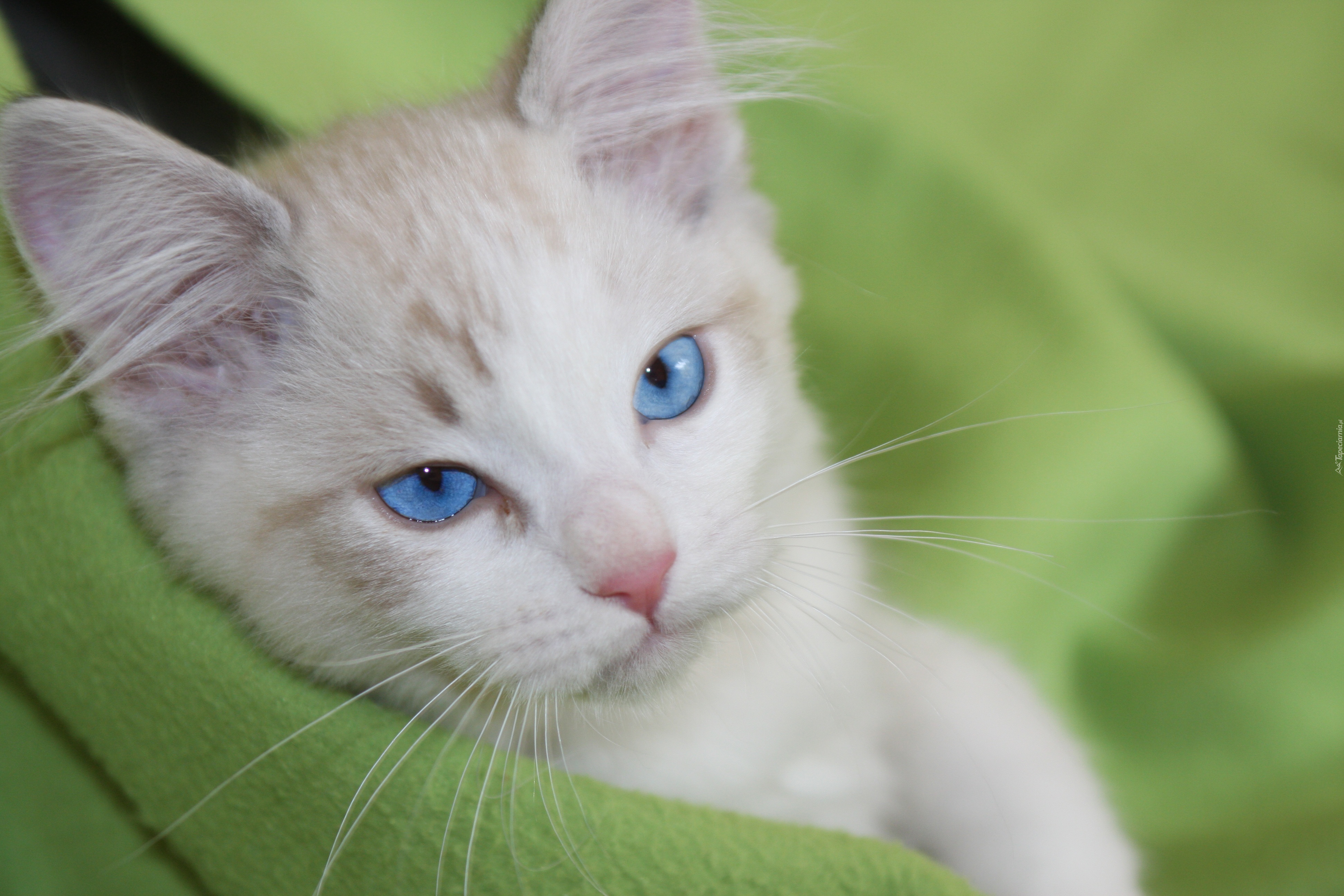Biały, Niebieskooki, Kot