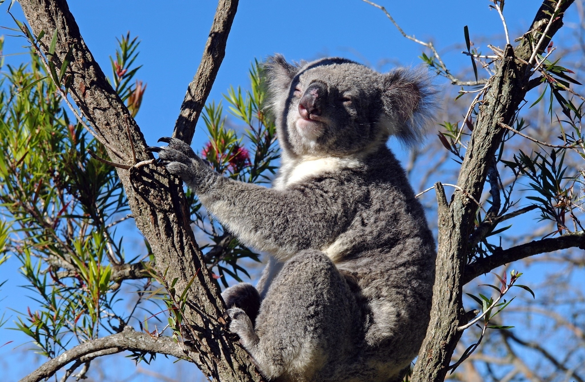 Miś, Koala, Drzewo