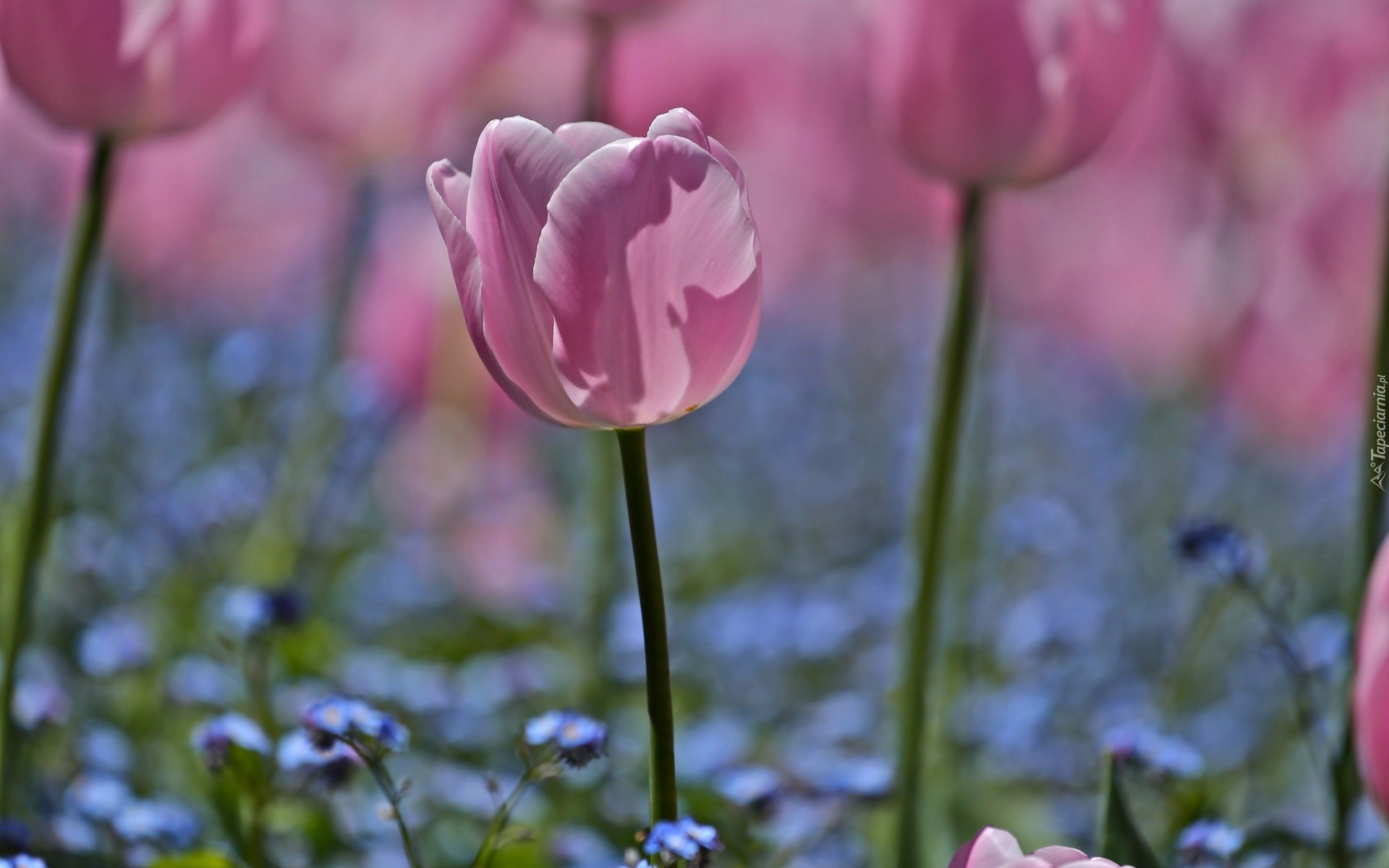 Makro, Różowe, Tulipany