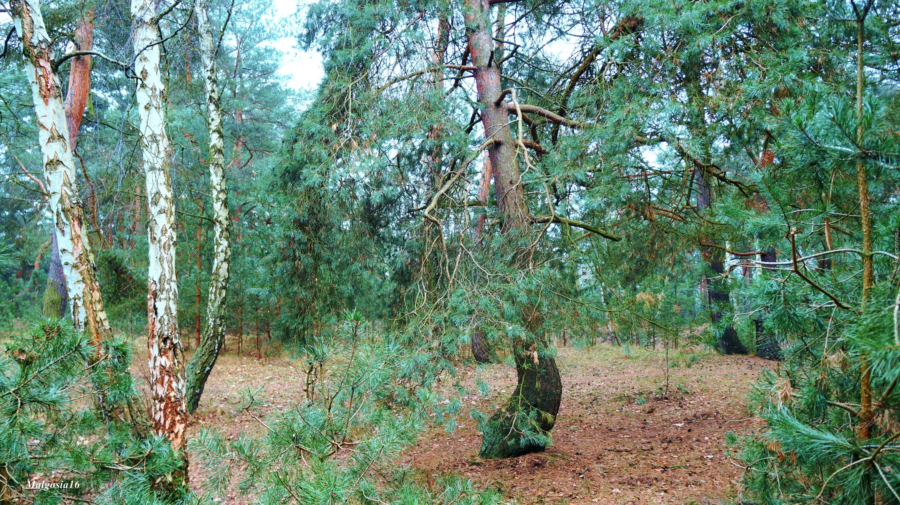 Las, Drzewa, Rośliny, Zieleń