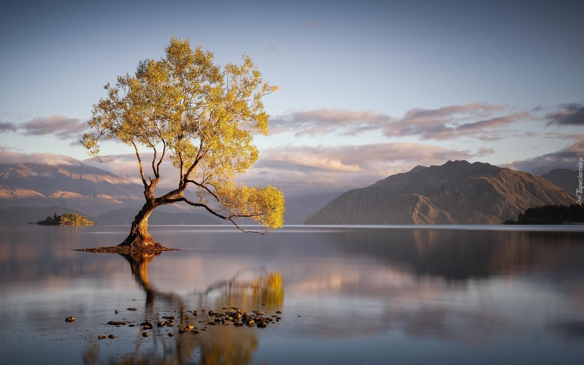 Nowa Zelandia, Jezioro Wanaka, Góry, Drzewo, Odbicie