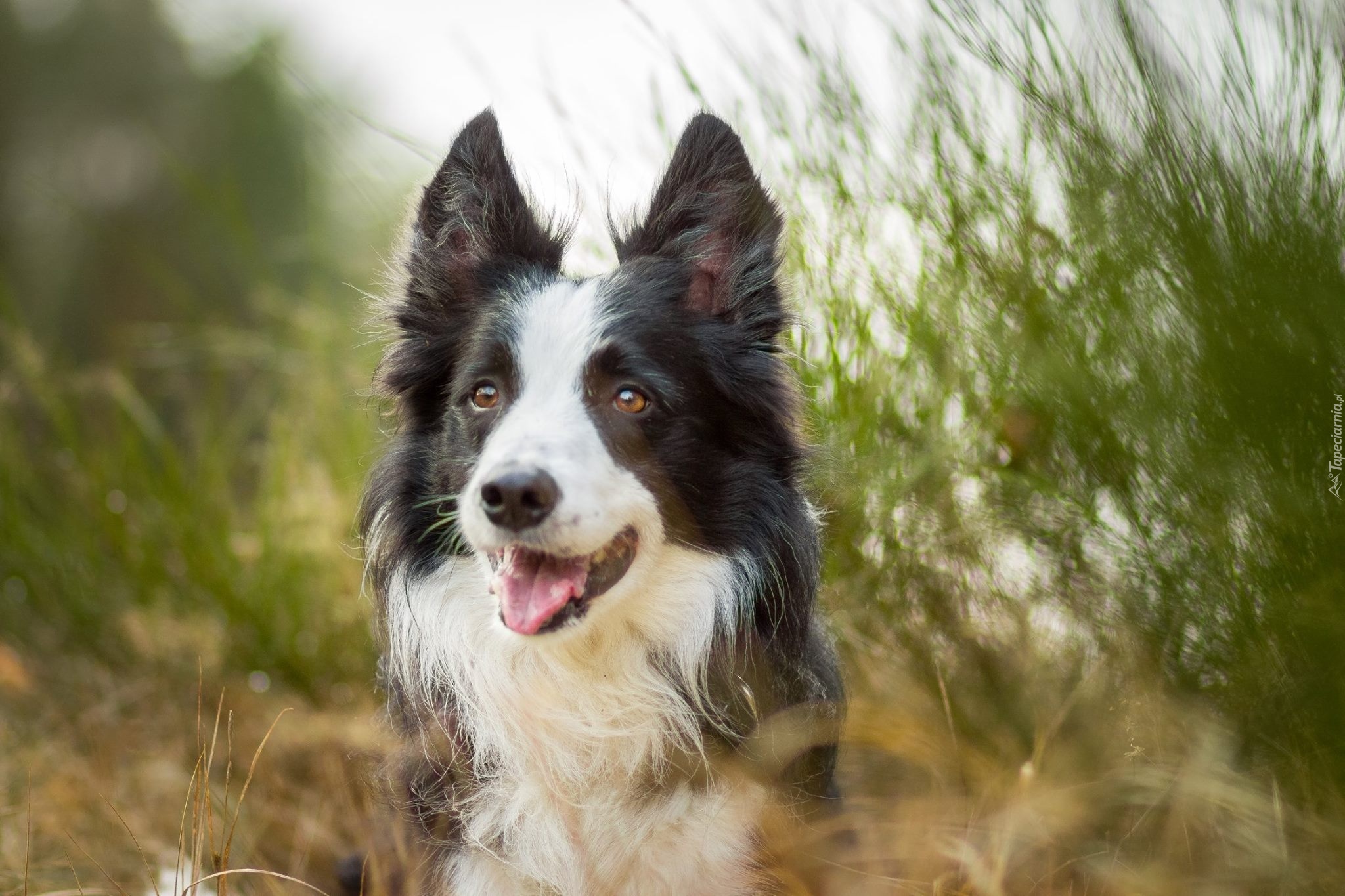 Pies, Border Collie, Trawa, Rozmycie